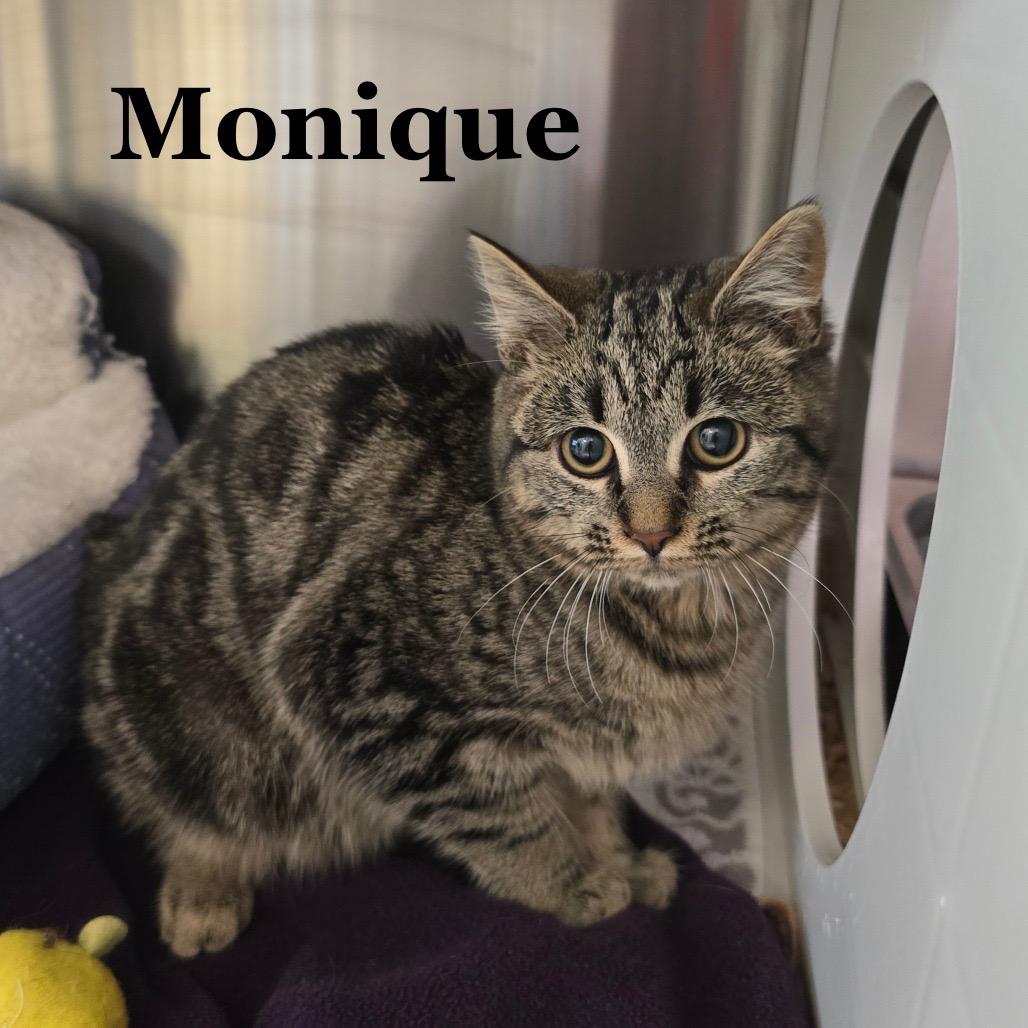 Monique, a Adoptable mixed breed in Madisonville, TN image 1/3