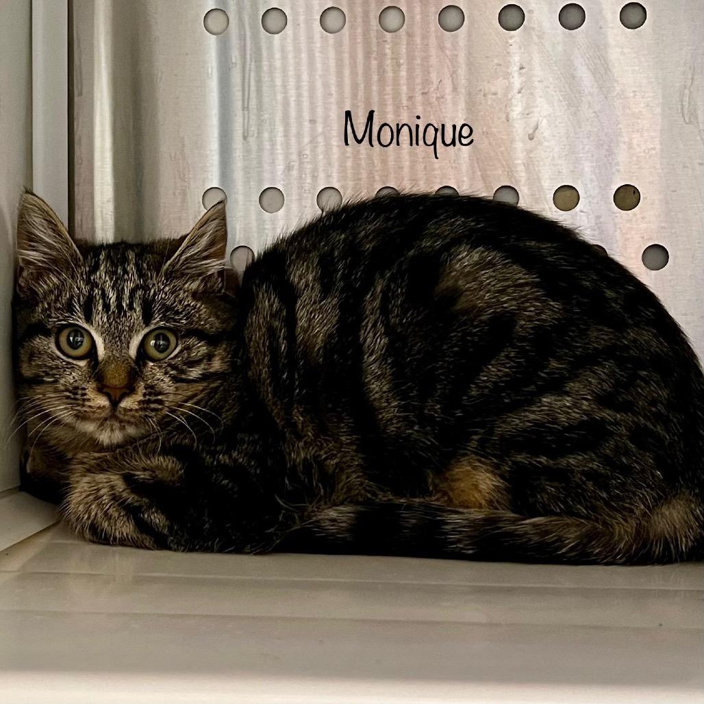 Monique, a Adoptable mixed breed in Madisonville, TN image 2/3