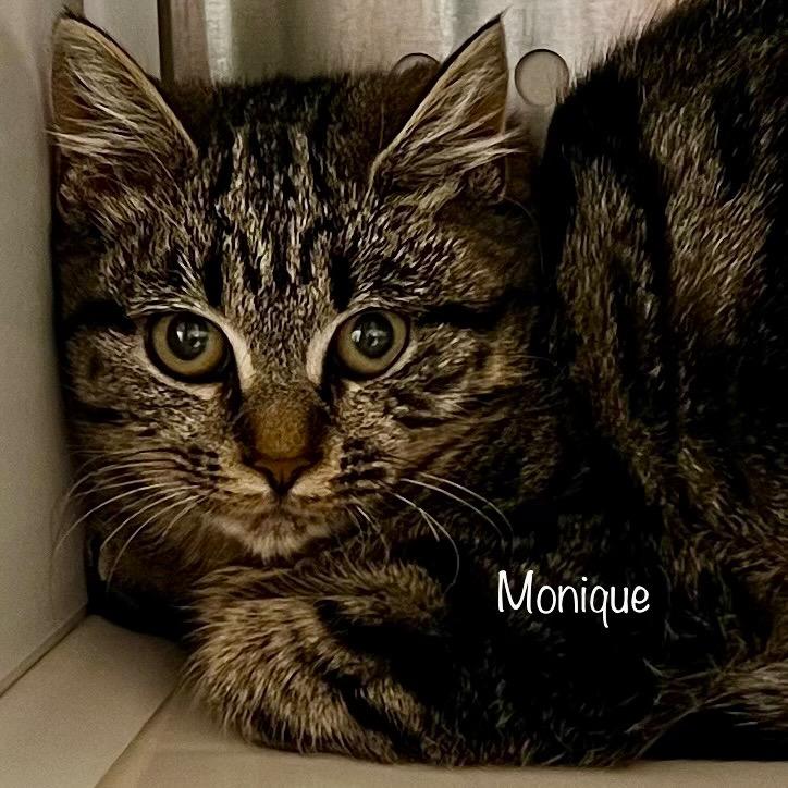 Monique, a Adoptable mixed breed in Madisonville, TN image 3/3