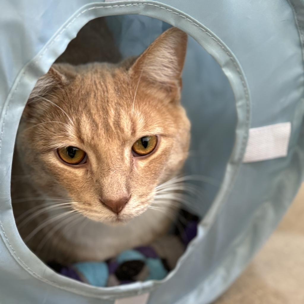 Enlarge Turnip, a Adoptable Domestic Short Hair image 1/1