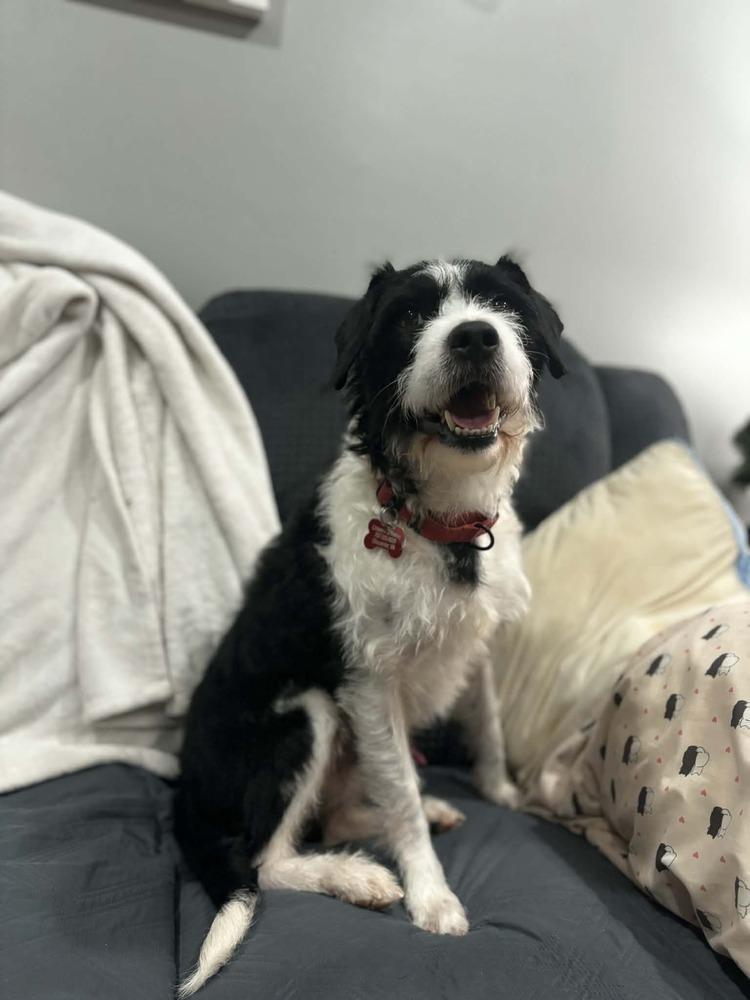 Enlarge TOBY, a Adoptable mixed breed in Dutton, VA image 1/2