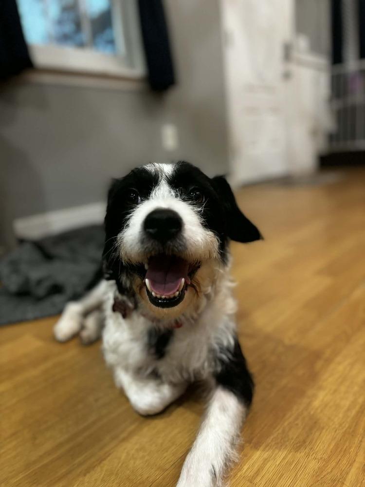 Enlarge TOBY, a Adoptable mixed breed in Dutton, VA image 2/2