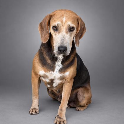 Starry, Adoptable, Adult Female Hound & Mixed Breed.