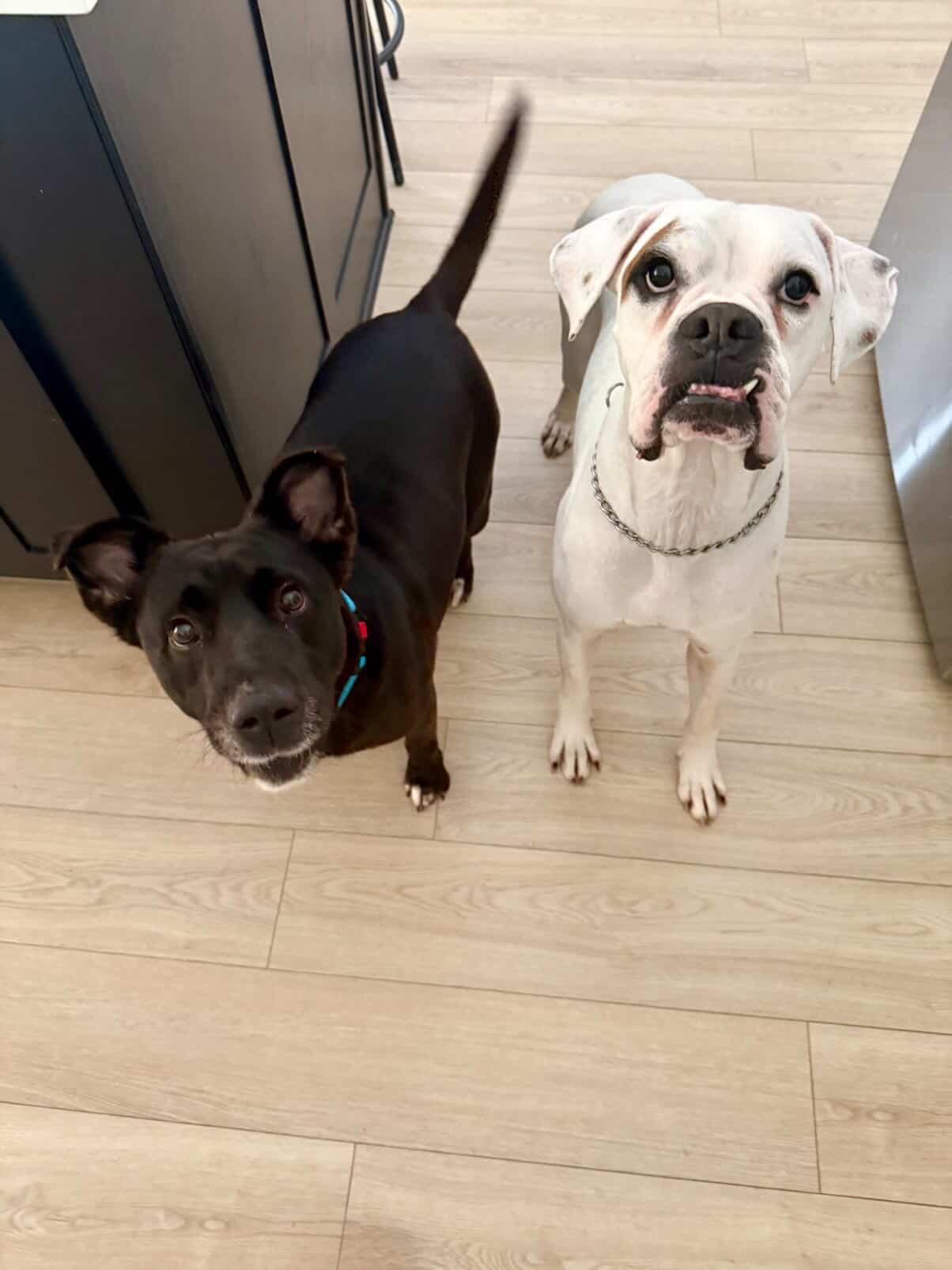 Oreo (great with kids, calm, house trained, cuddly, friendly), a ADOPTABLE mixed breed in Grand Rapids, MI image 2/5