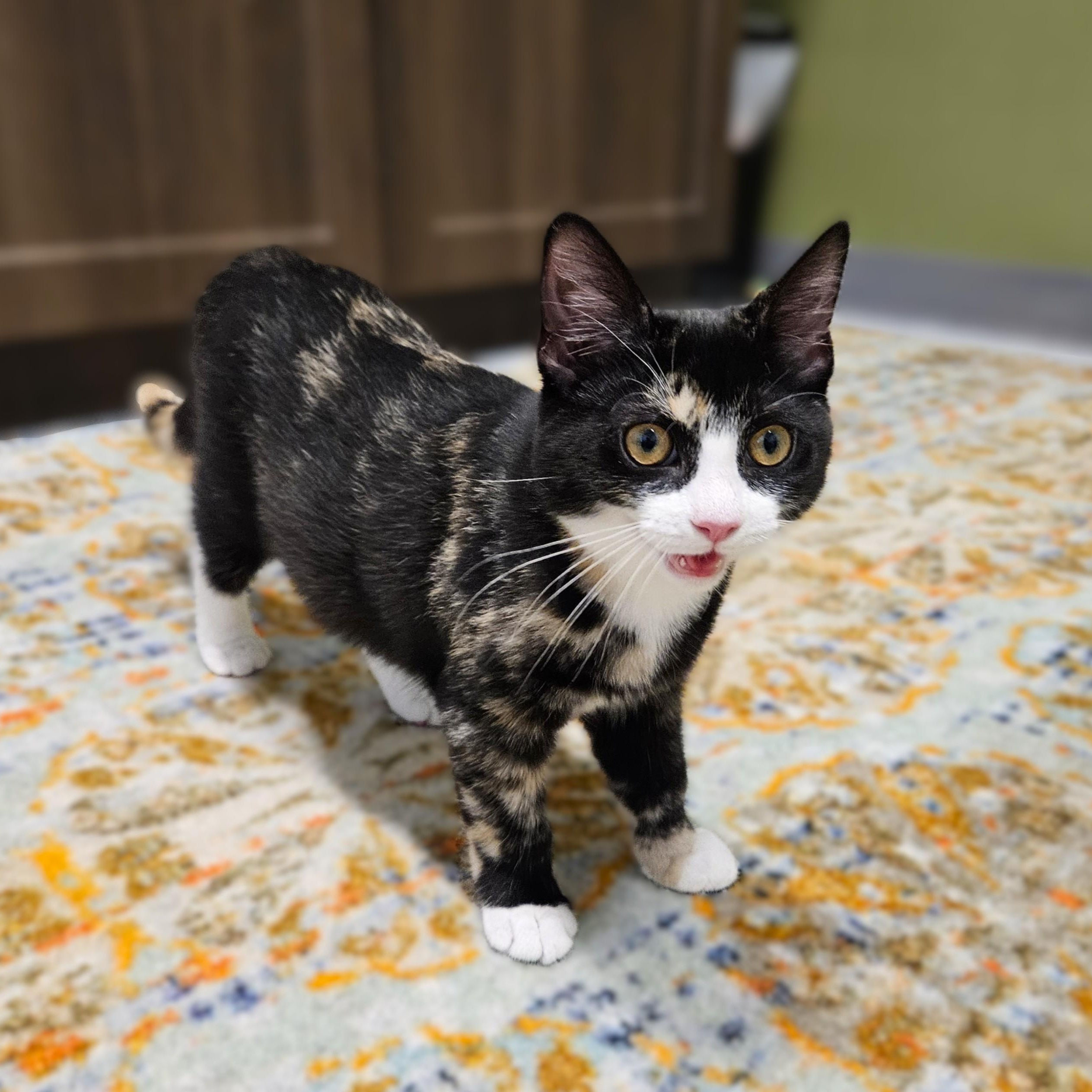 Enlarge Amelia, a ADOPTABLE Tortoiseshell in Endicott, NY image 4/4