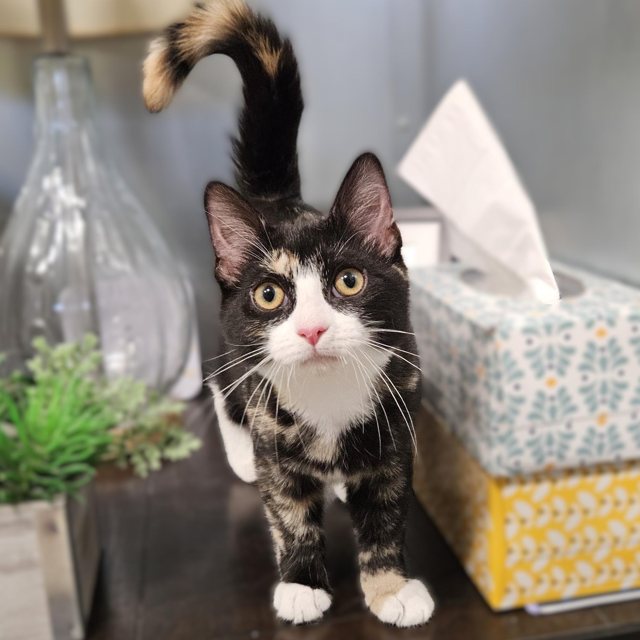 Enlarge Amelia, a ADOPTABLE Tortoiseshell in Endicott, NY image 1/4