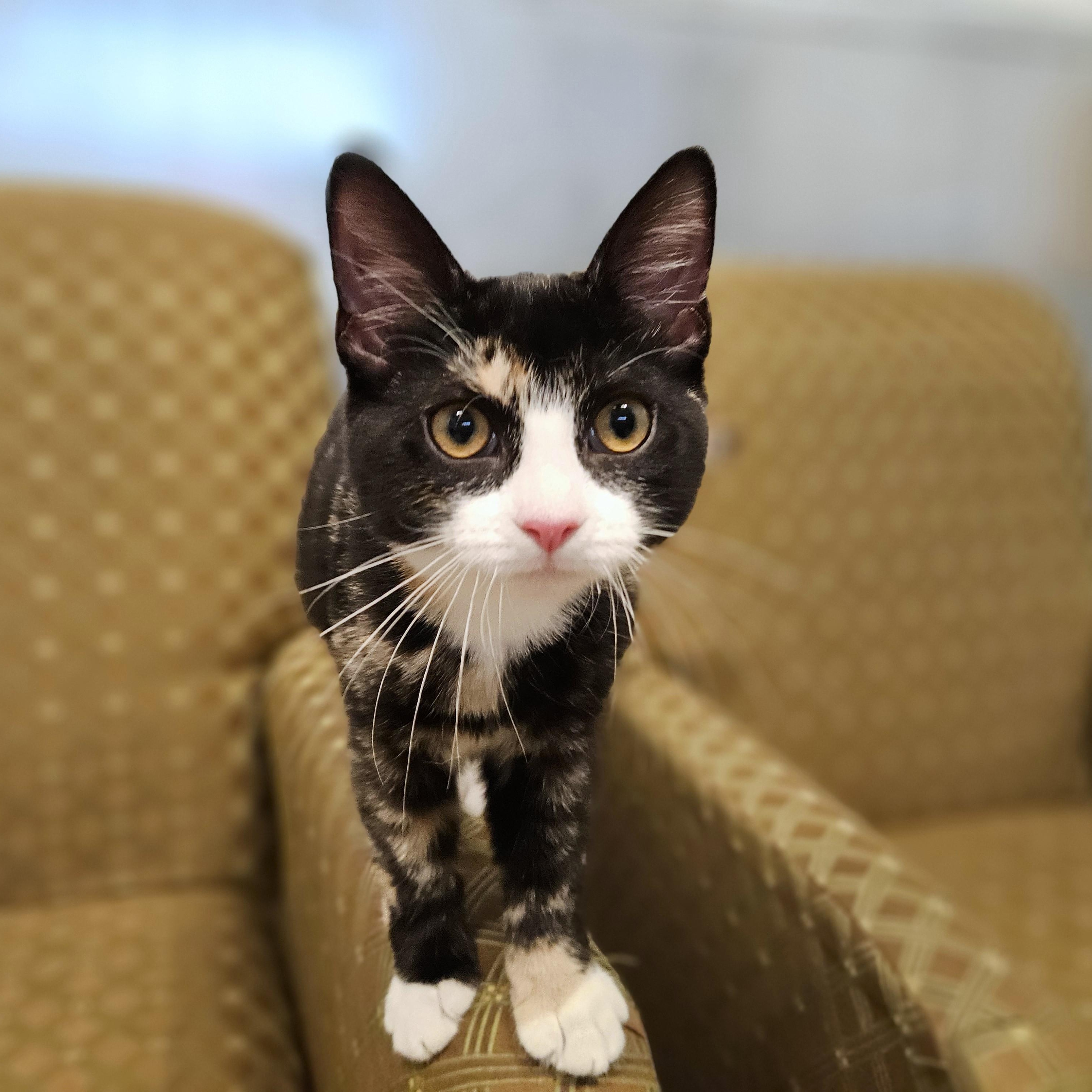 Enlarge Amelia, a ADOPTABLE Tortoiseshell in Endicott, NY image 3/4
