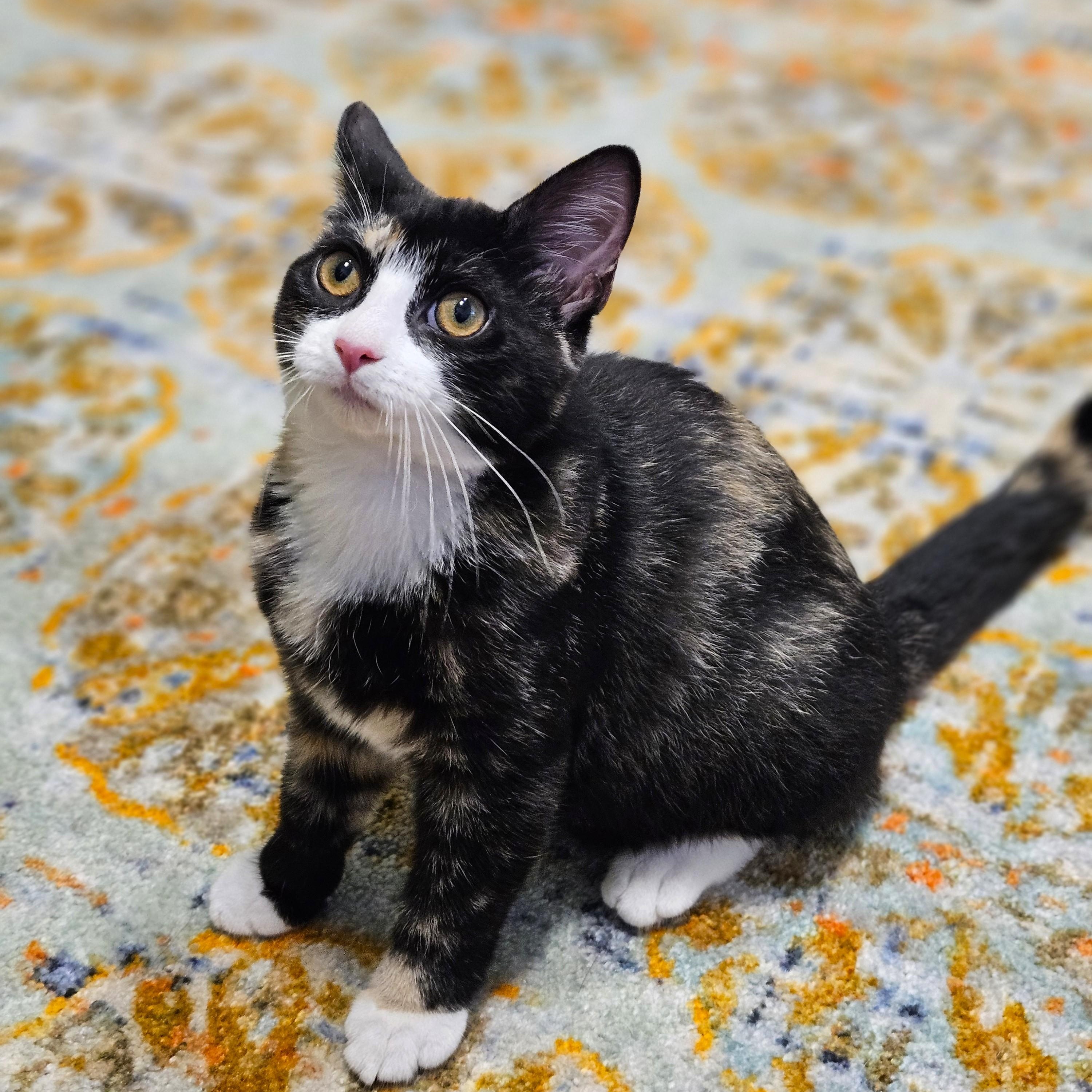 Enlarge Amelia, a ADOPTABLE Tortoiseshell in Endicott, NY image 2/4