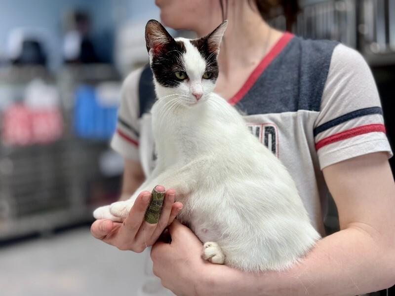 Squeaks, Adoptable, Adult Female Domestic Short Hair.