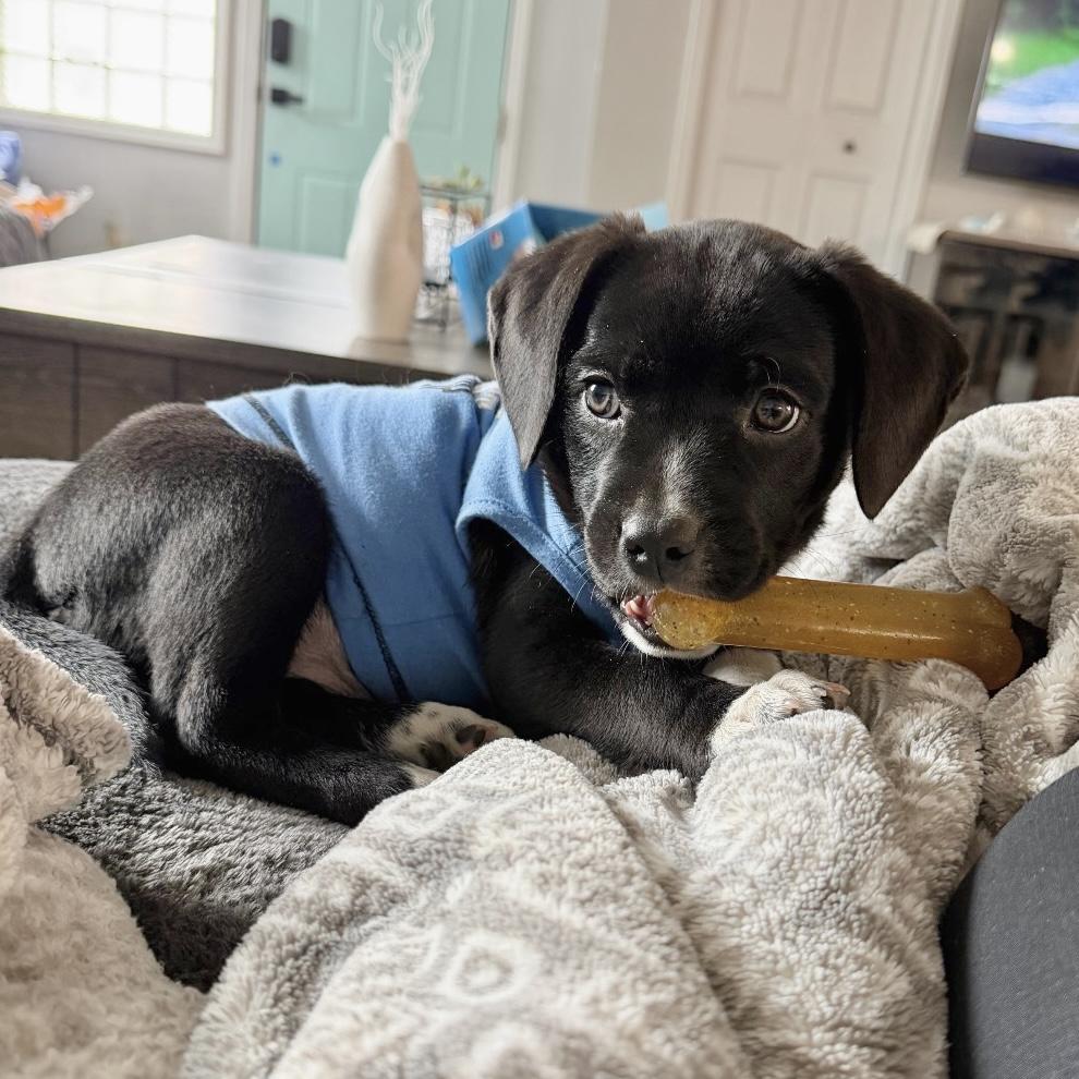 Remmy, an adopted mixed breed in Hartland, MI image 4/5