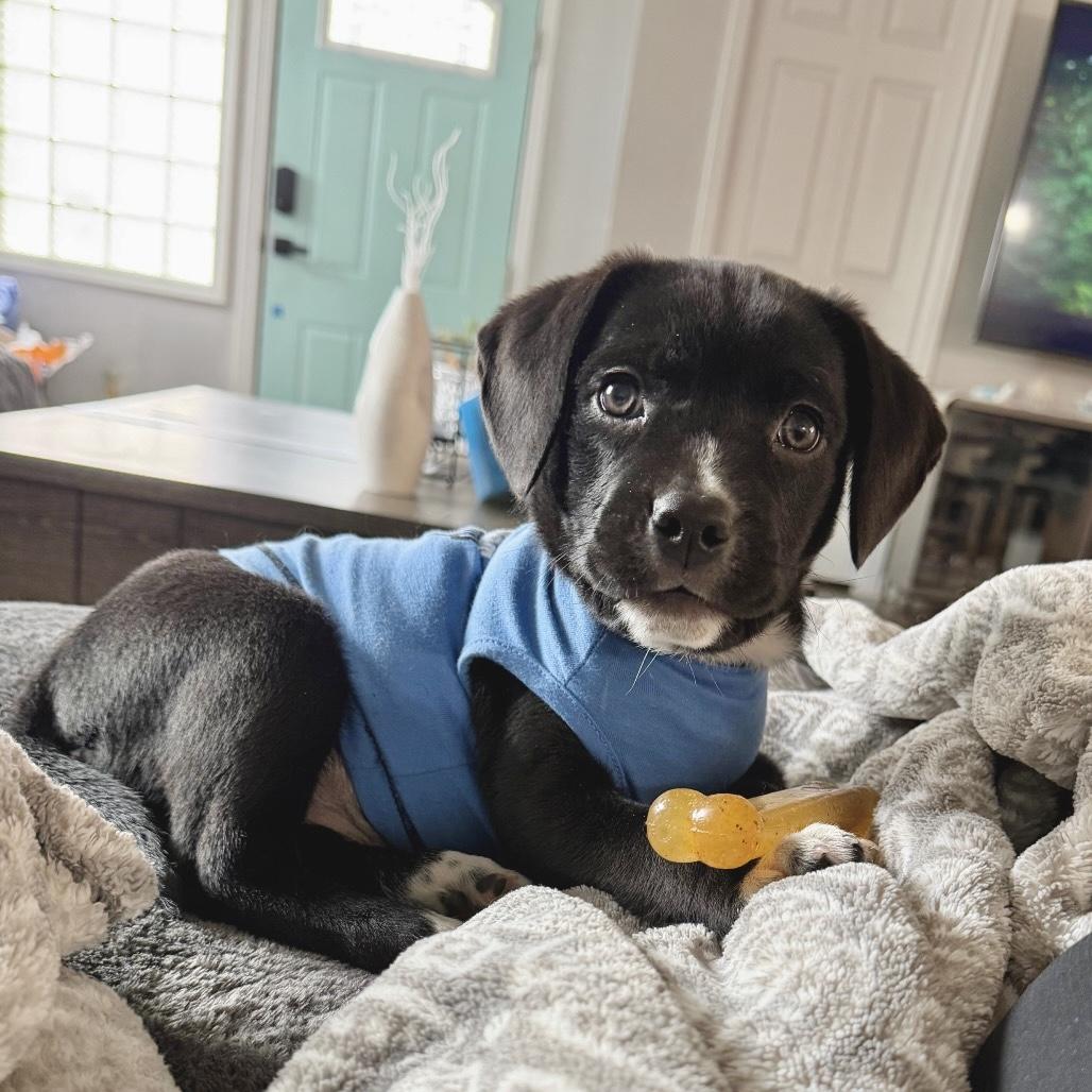 Remmy, an adopted mixed breed in Hartland, MI image 2/5