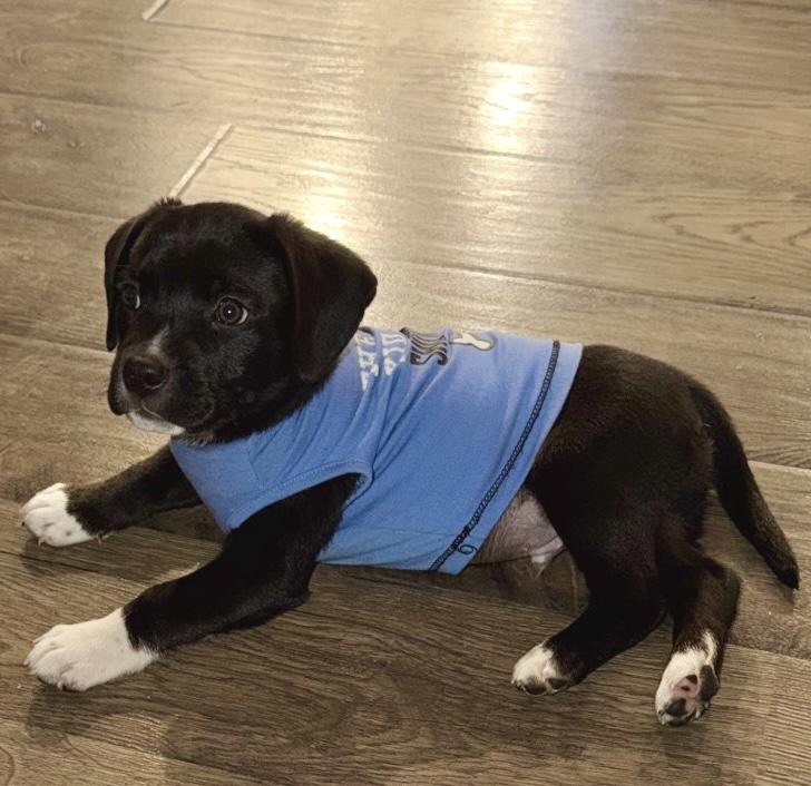 Remmy, an adopted mixed breed in Hartland, MI image 5/5