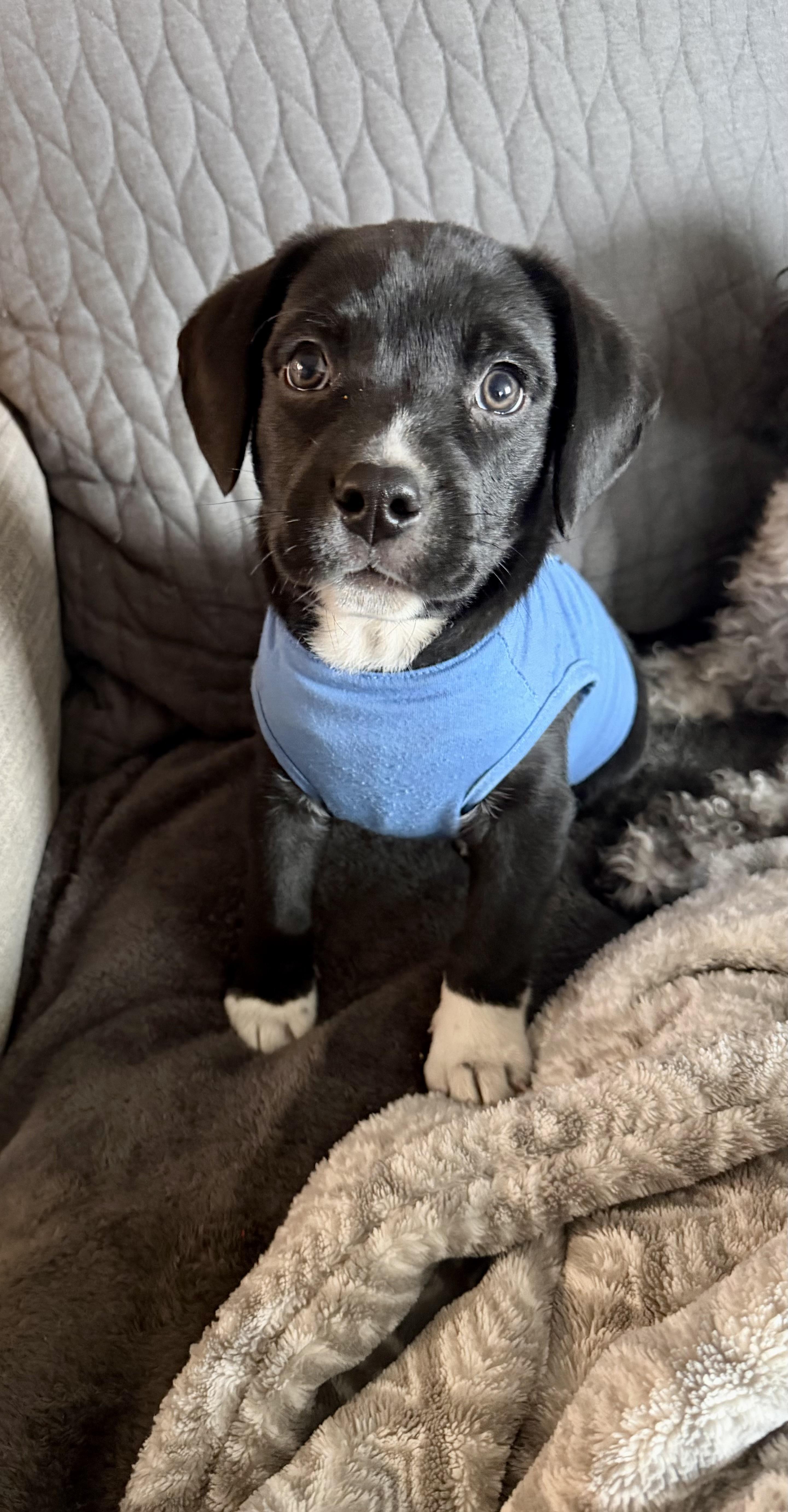 Remmy, adopted, Puppy Male Black Labrador Retriever.