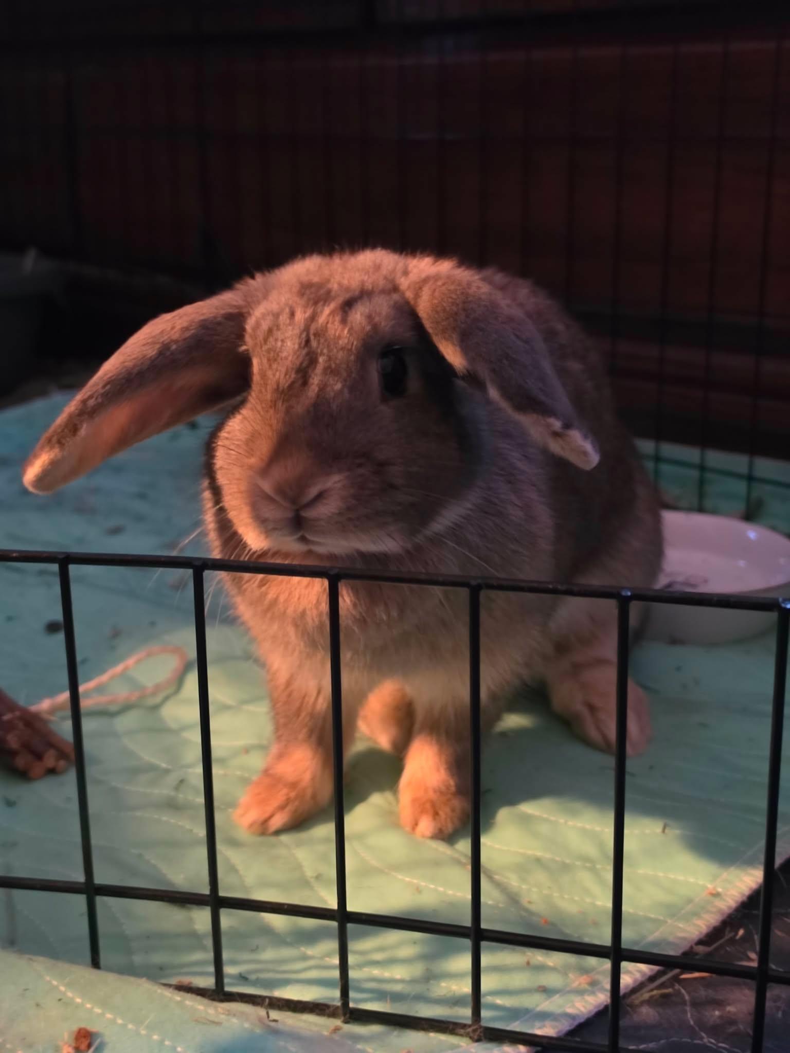 Enlarge Penelope (and Quinn), a Adoptable Lop Eared in Portland, ME image 3/5