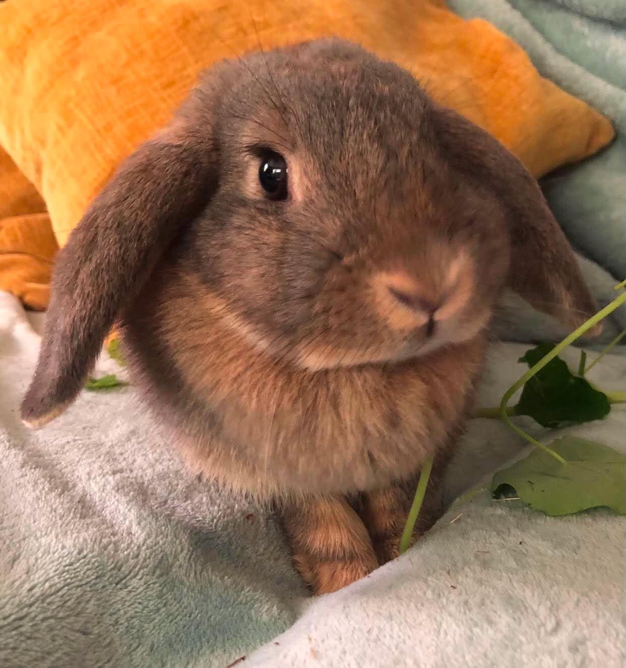 Enlarge Penelope (and Quinn), a Adoptable Lop Eared in Portland, ME image 1/5