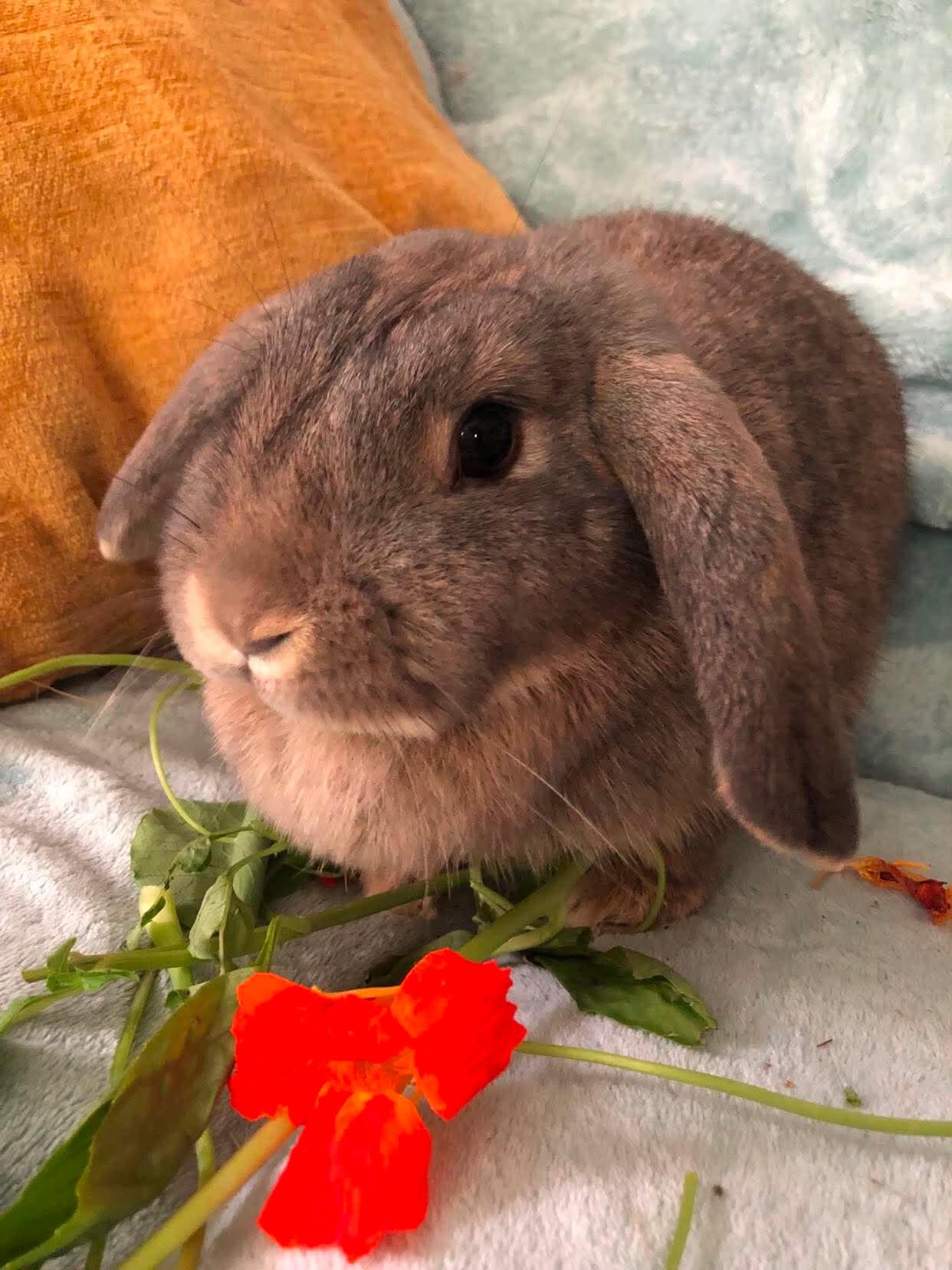 Enlarge Penelope (and Quinn), a Adoptable Lop Eared in Portland, ME image 5/5