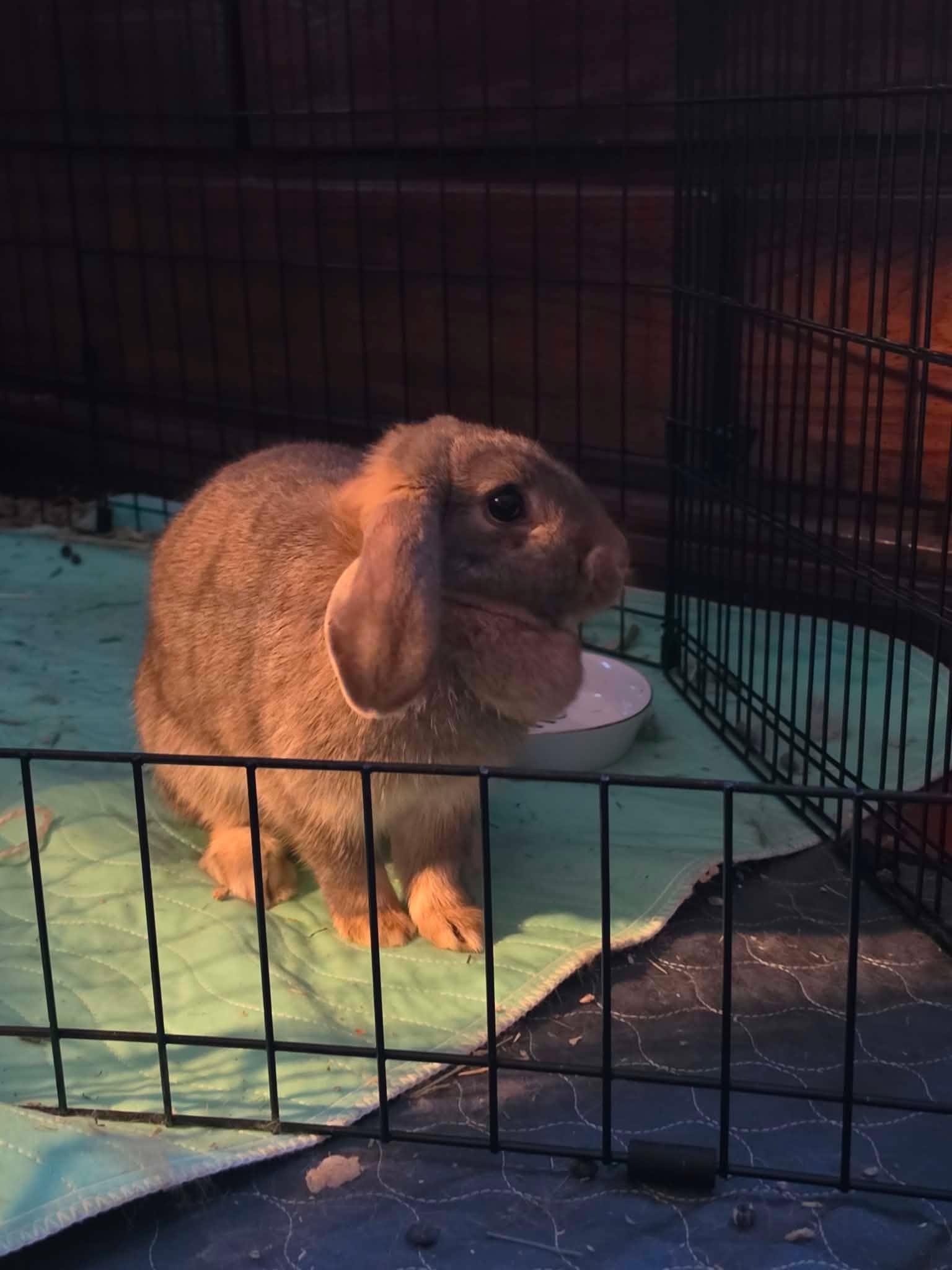 Enlarge Penelope (and Quinn), a Adoptable Lop Eared in Portland, ME image 2/5