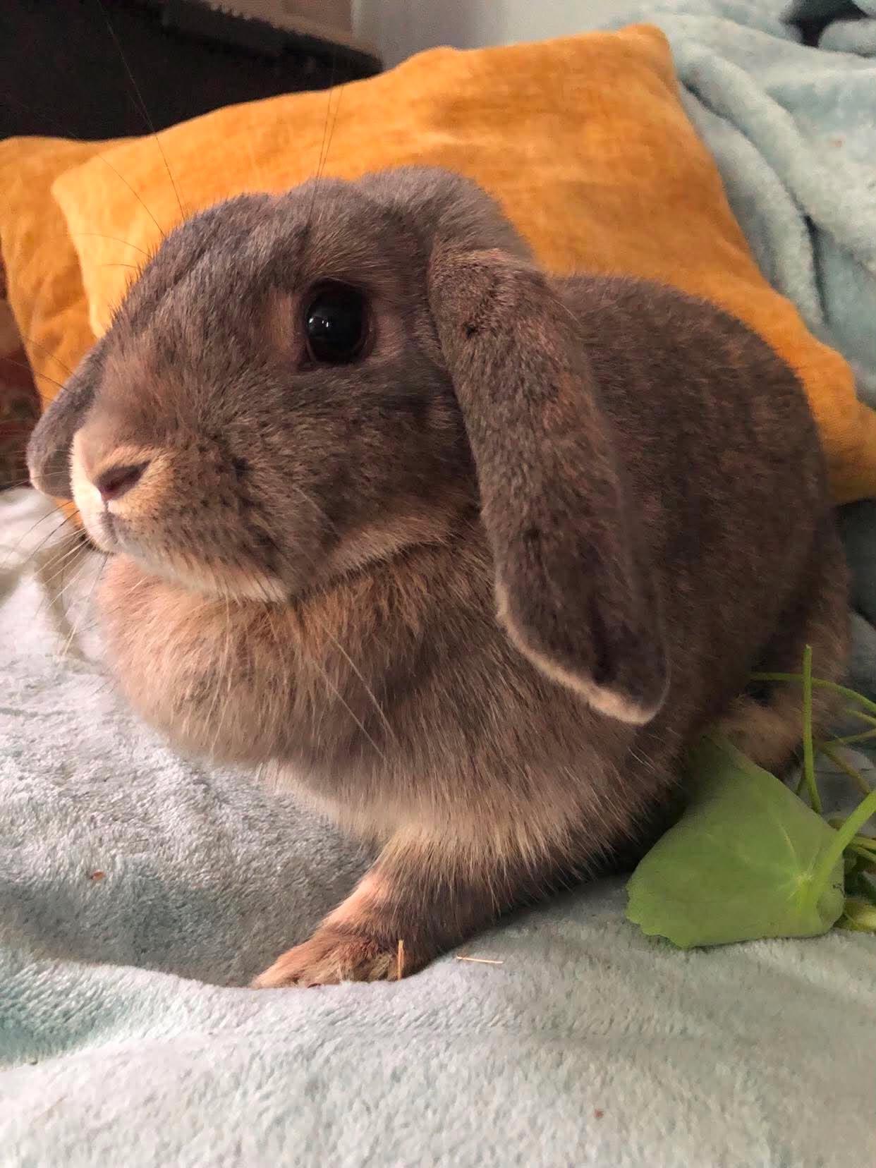 Enlarge Penelope (and Quinn), a Adoptable Lop Eared in Portland, ME image 4/5