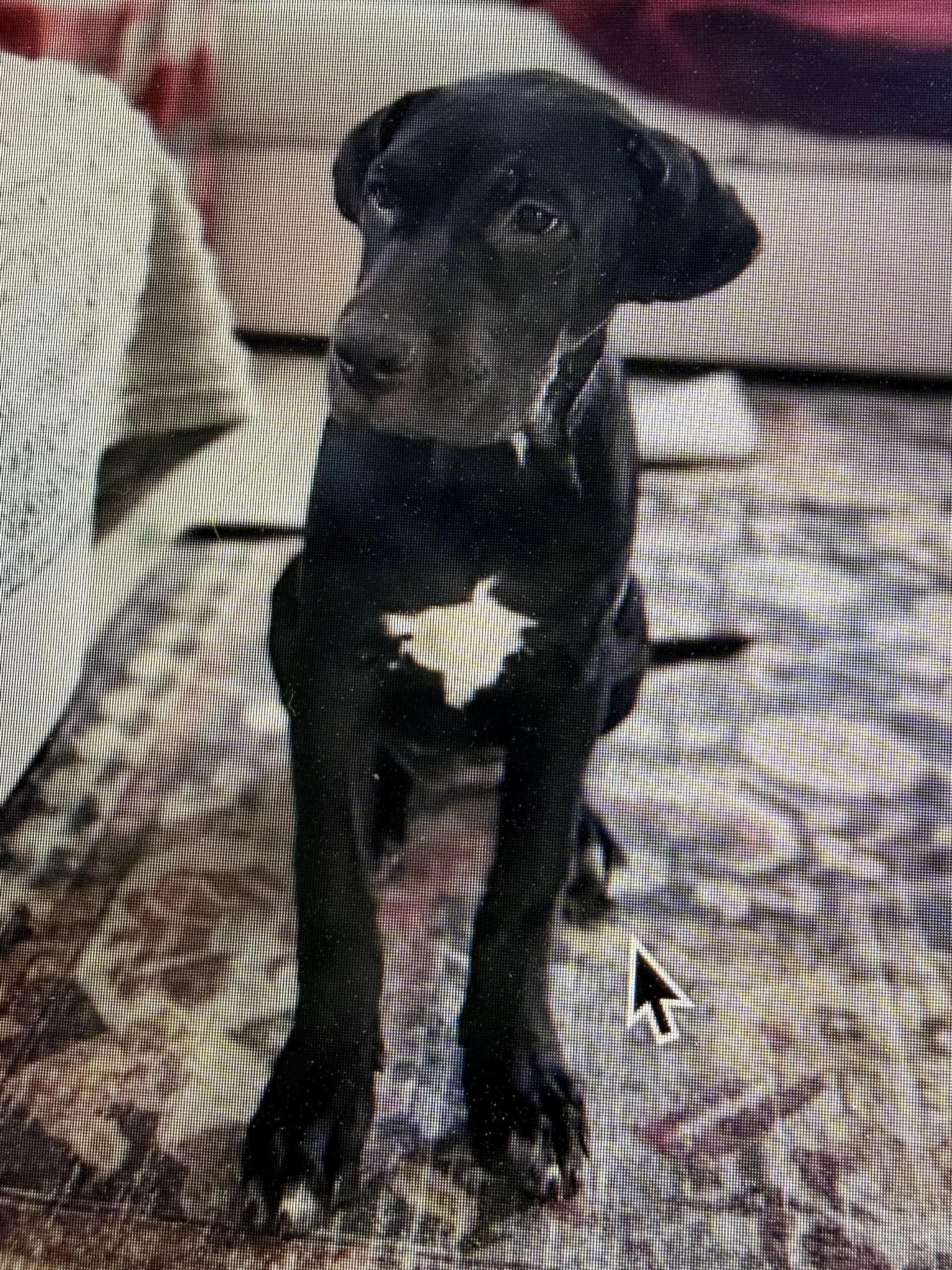 Jane, Adoptable, Puppy Female Mastiff & Presa Canario.