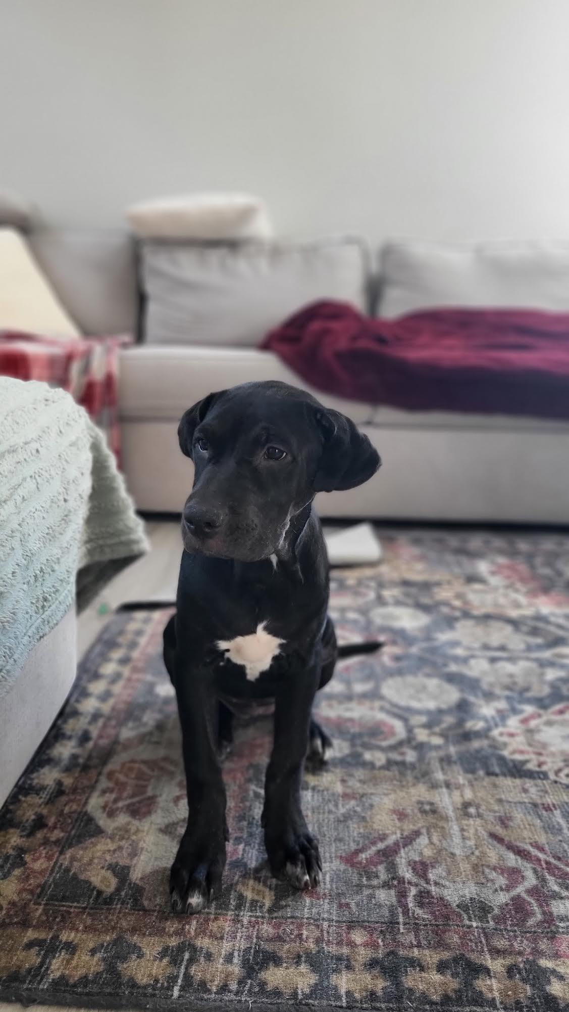 Enlarge Jane, a Adoptable mixed breed in Las Vegas, NV image 2/3