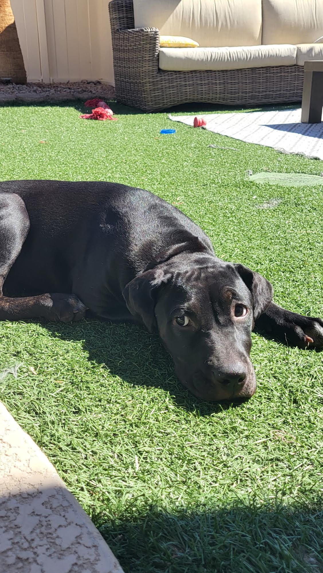 Enlarge Jane, a Adoptable mixed breed in Las Vegas, NV image 3/3