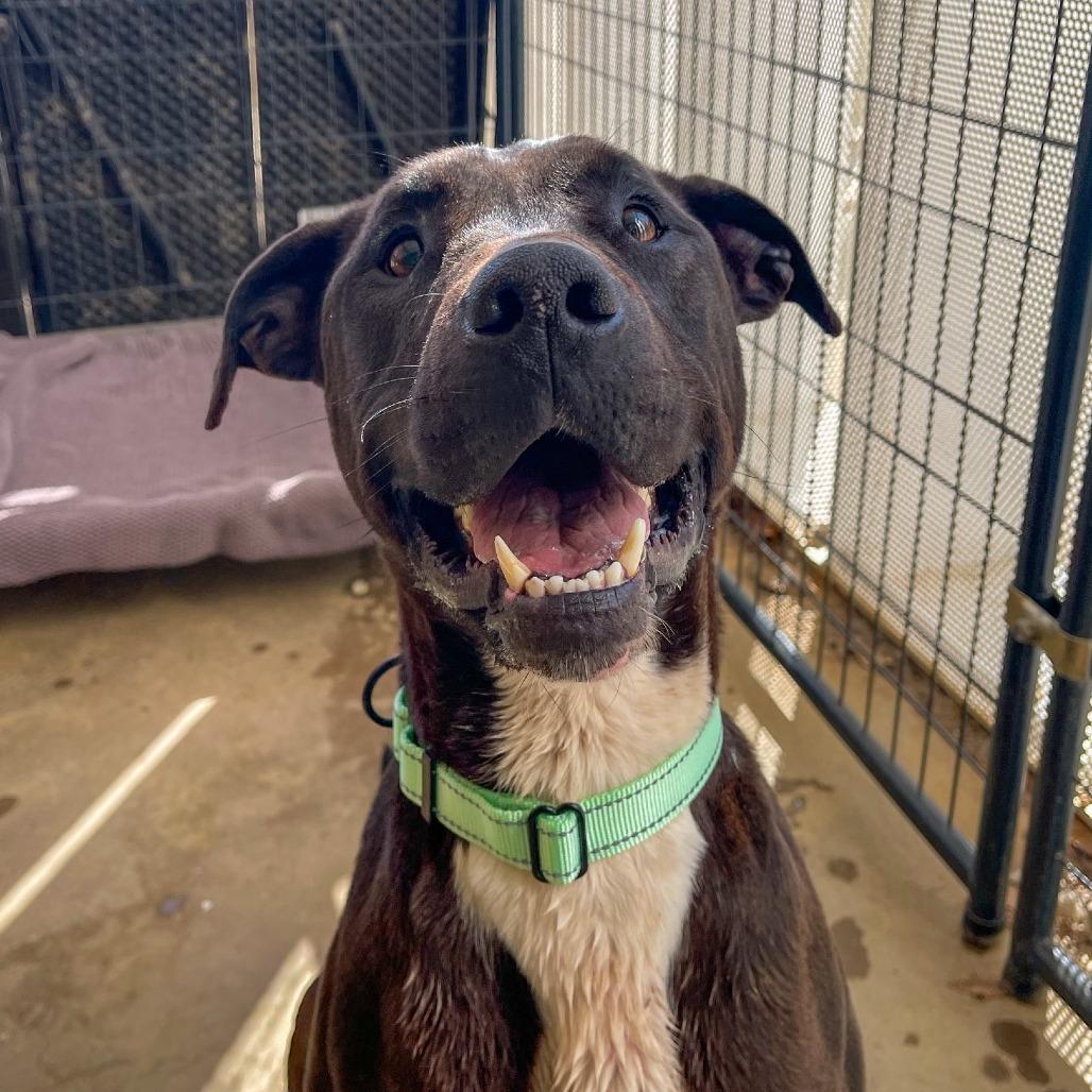 Enlarge Luke, a Adoptable mixed breed in Bentonville, AR image 1/6