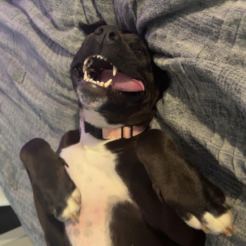 Enlarge Luke, a Adoptable mixed breed in Bentonville, AR image 2/6