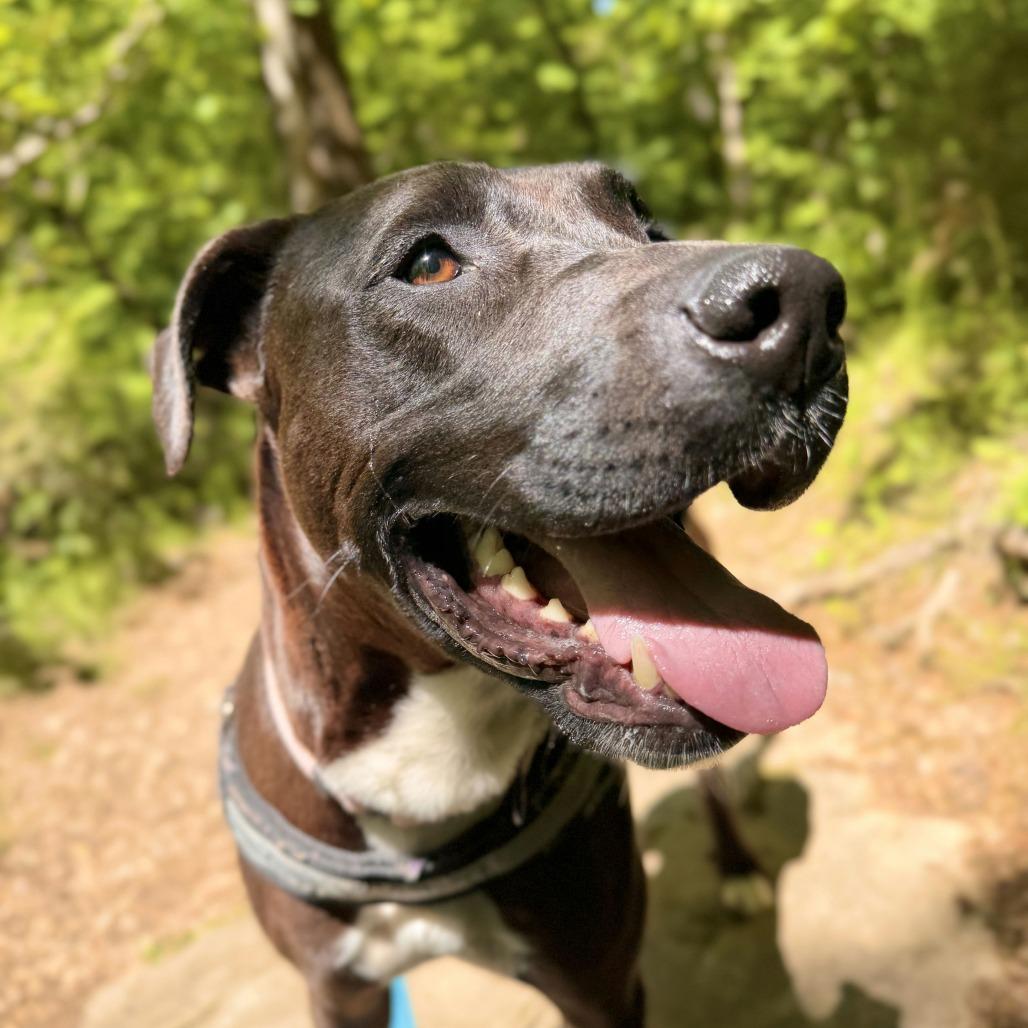 Enlarge Luke, a Adoptable mixed breed in Bentonville, AR image 3/6