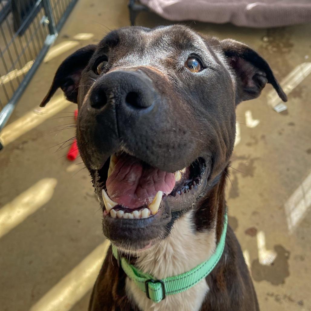 Enlarge Luke, a Adoptable mixed breed in Bentonville, AR image 4/6