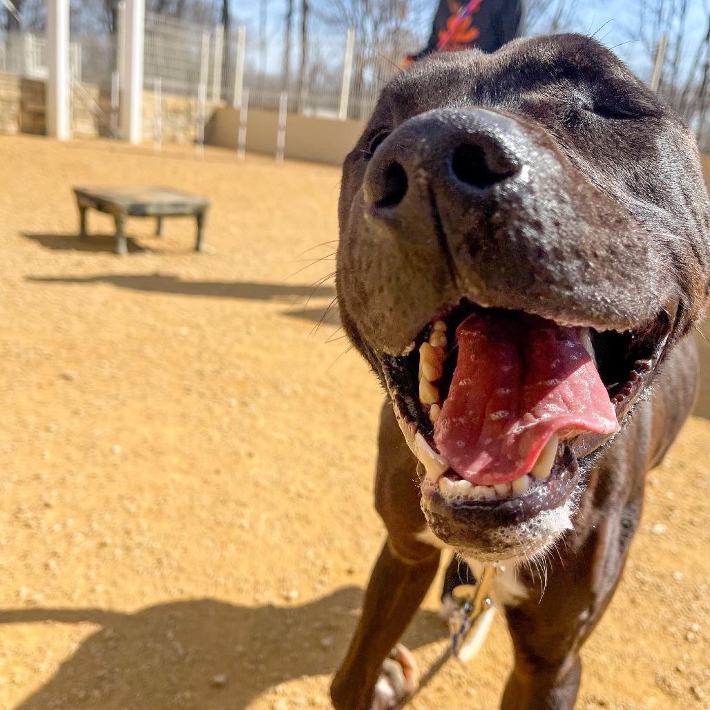 Enlarge Luke, a Adoptable mixed breed in Bentonville, AR image 5/6