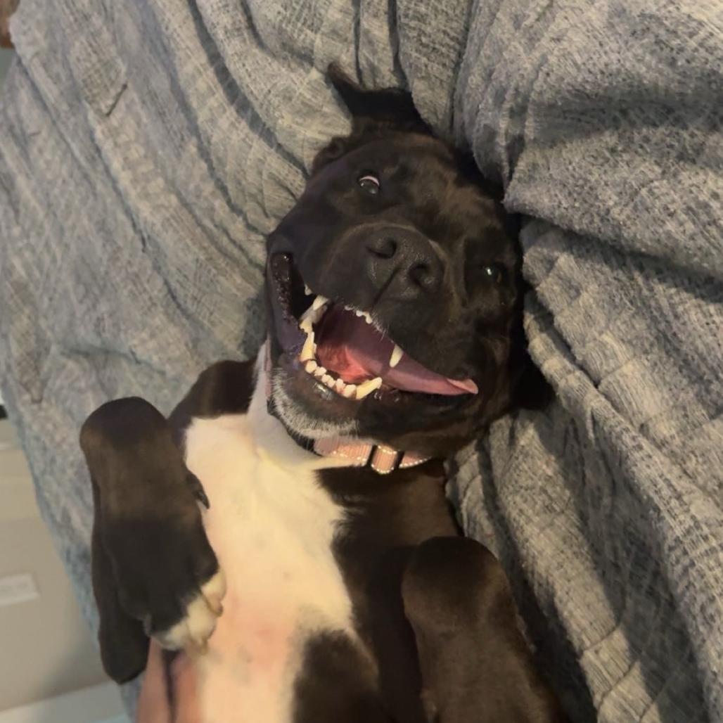 Enlarge Luke, a Adoptable mixed breed in Bentonville, AR image 6/6