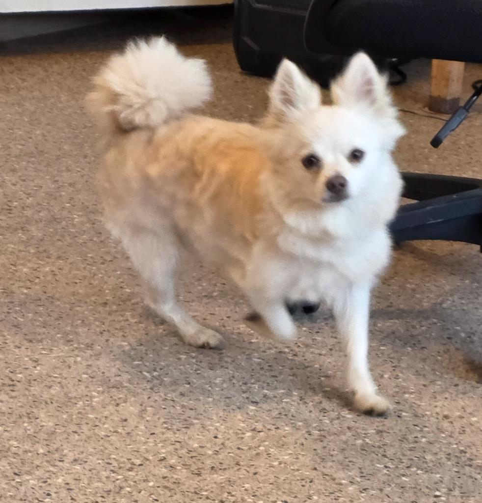 Harry, Adopted, Young Male Pomeranian.