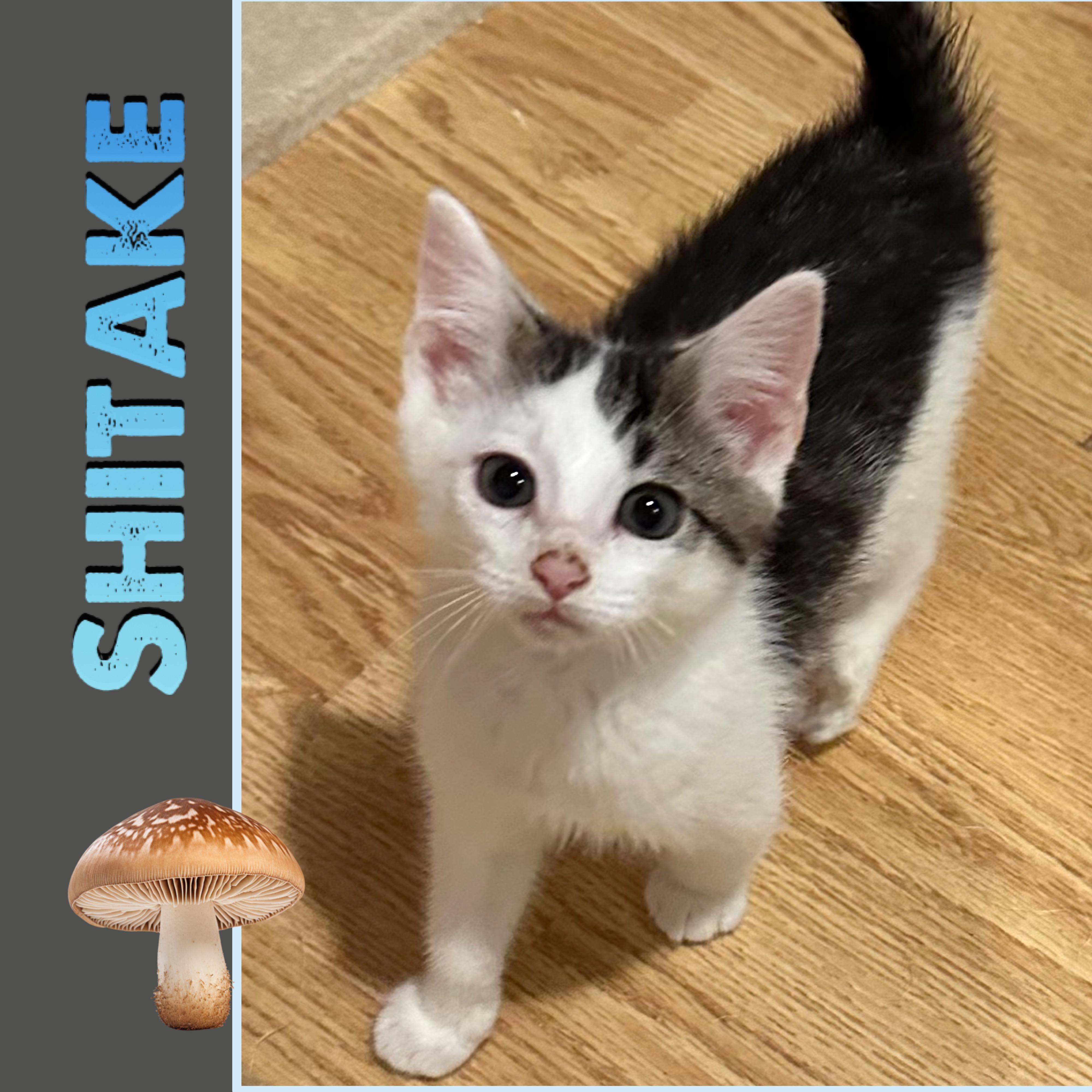 Shitake (super Cuddly &