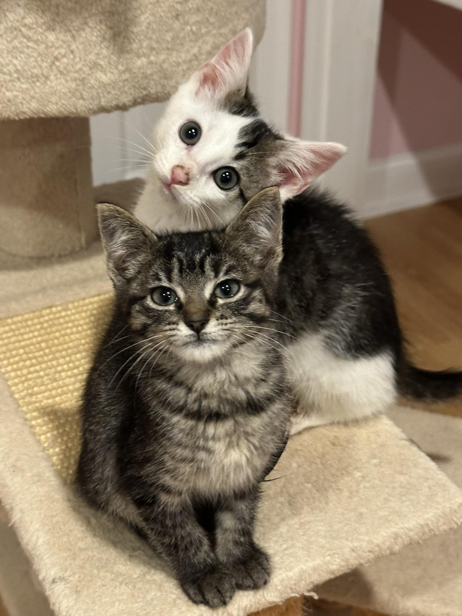 Shitake (super Cuddly & thumbnail 4