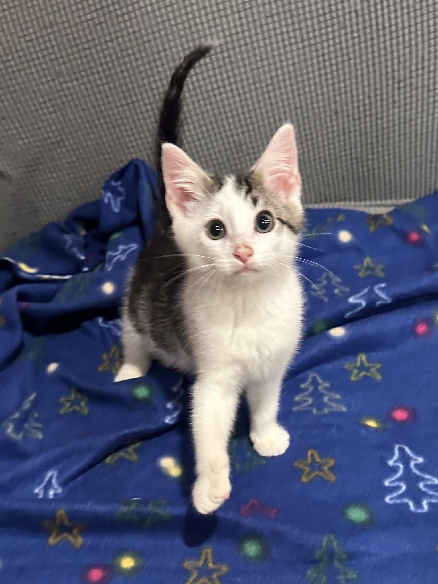 Shitake (super Cuddly & thumbnail 3