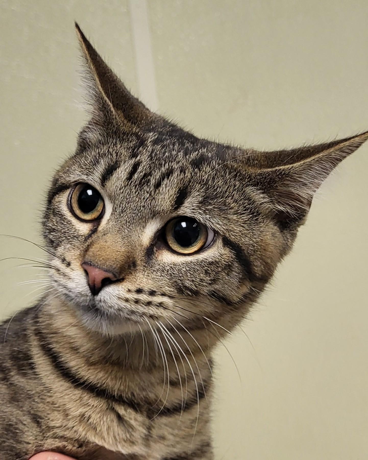 Enlarge Grits, an adopted Extra-Toes Cat / Hemingway Polydactyl in Grayslake, IL image 2/3
