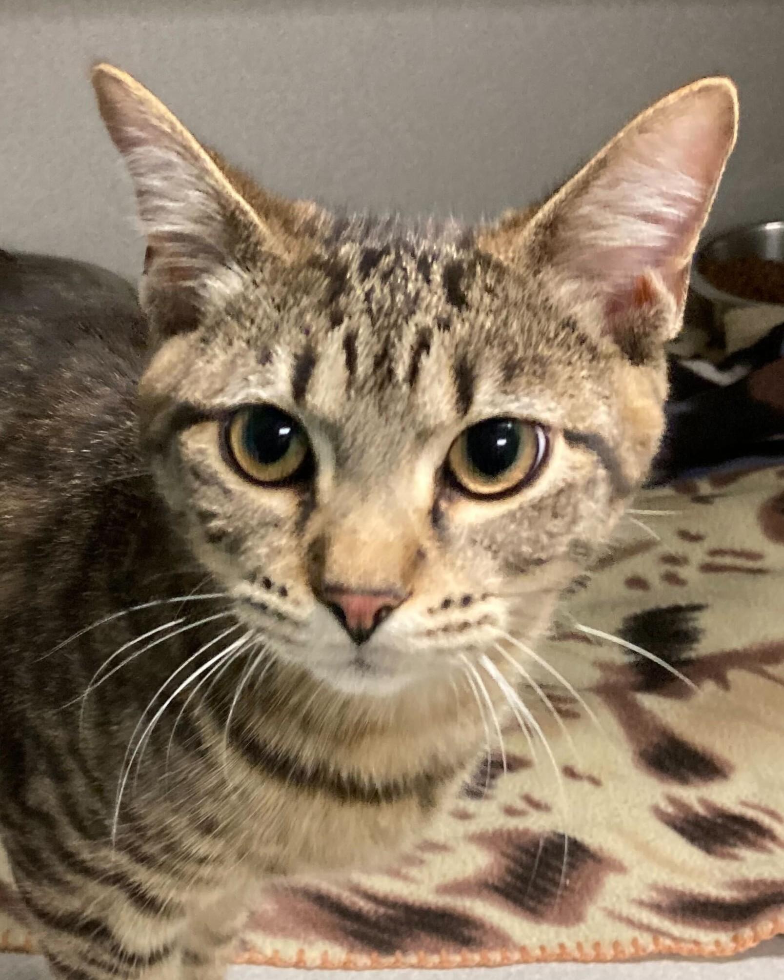 Grits, adopted, Kitten Male Extra-Toes Cat / Hemingway Polydactyl.