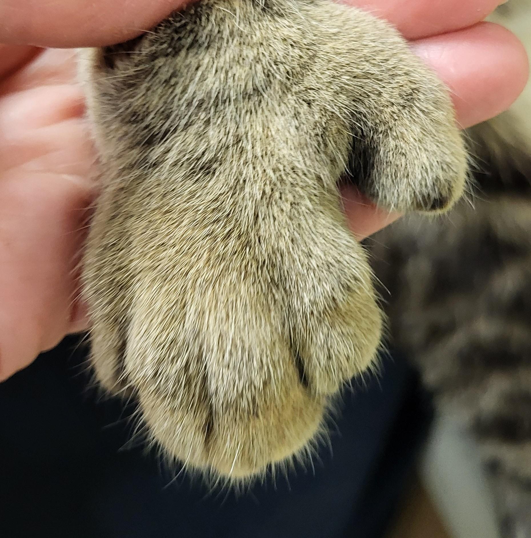 Enlarge Grits, an adopted Extra-Toes Cat / Hemingway Polydactyl in Grayslake, IL image 3/3