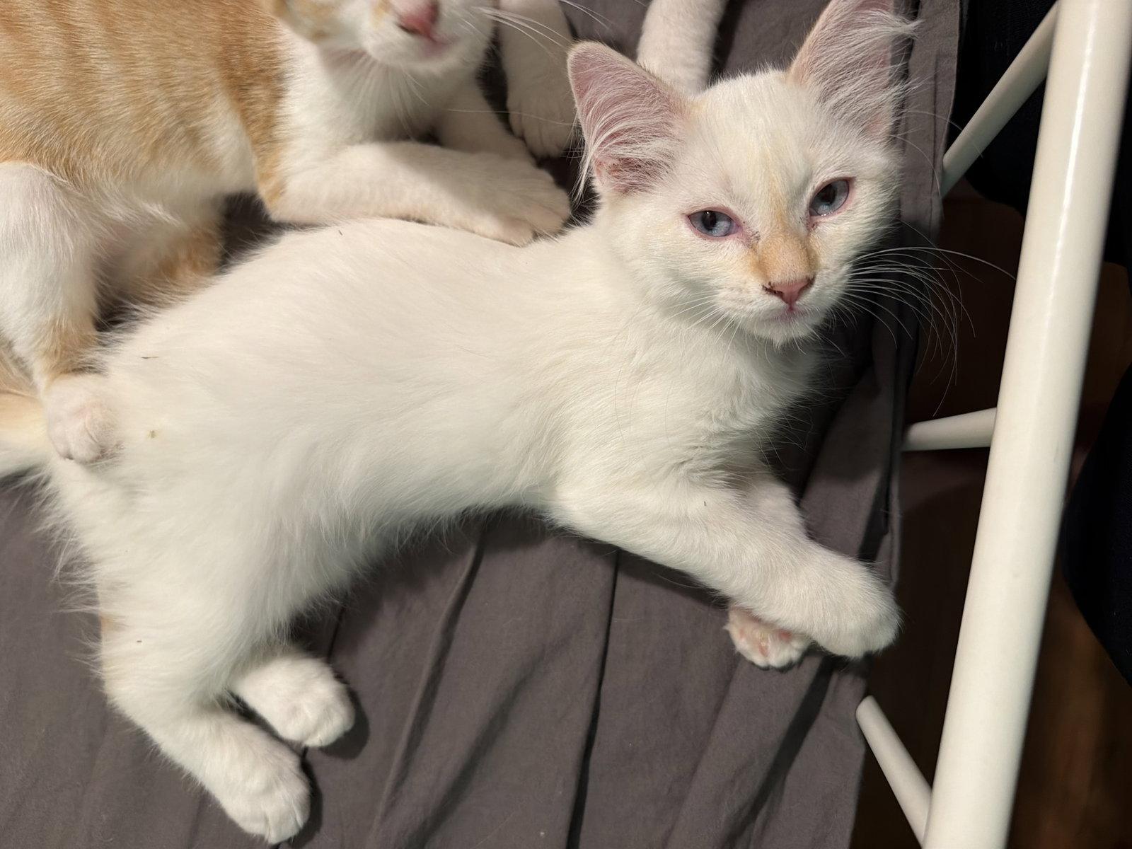 Enlarge Phoebe ( EE), a Adoptable Siamese in Vacaville, CA image 3/3