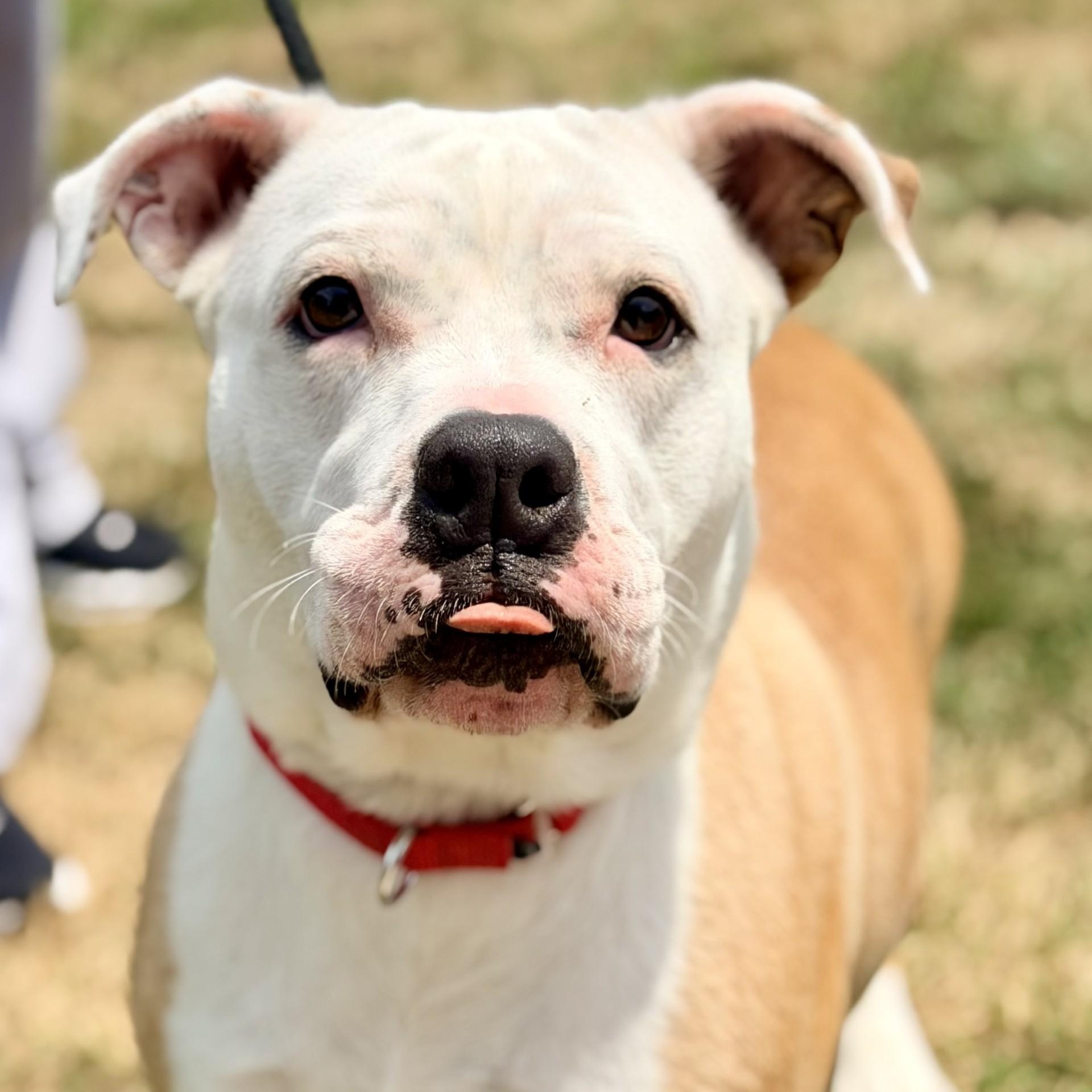 Millie, ADOPTABLE, Adult Female American Bulldog & Labrador Retriever.