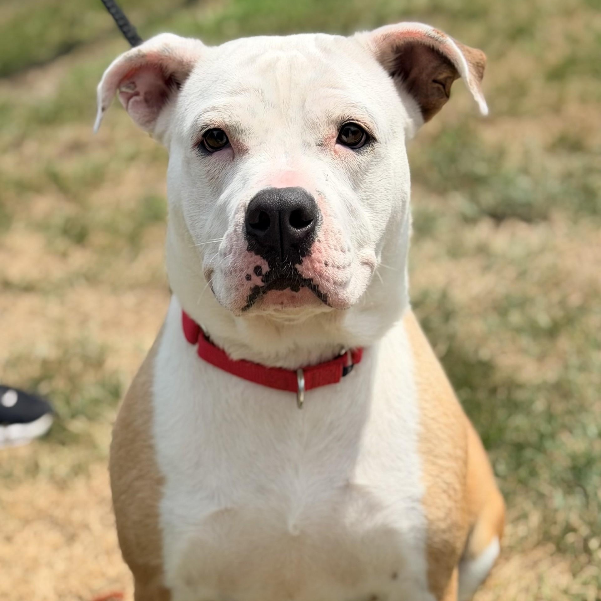 Enlarge Millie, a ADOPTABLE mixed breed in Manahawkin, NJ image 3/4