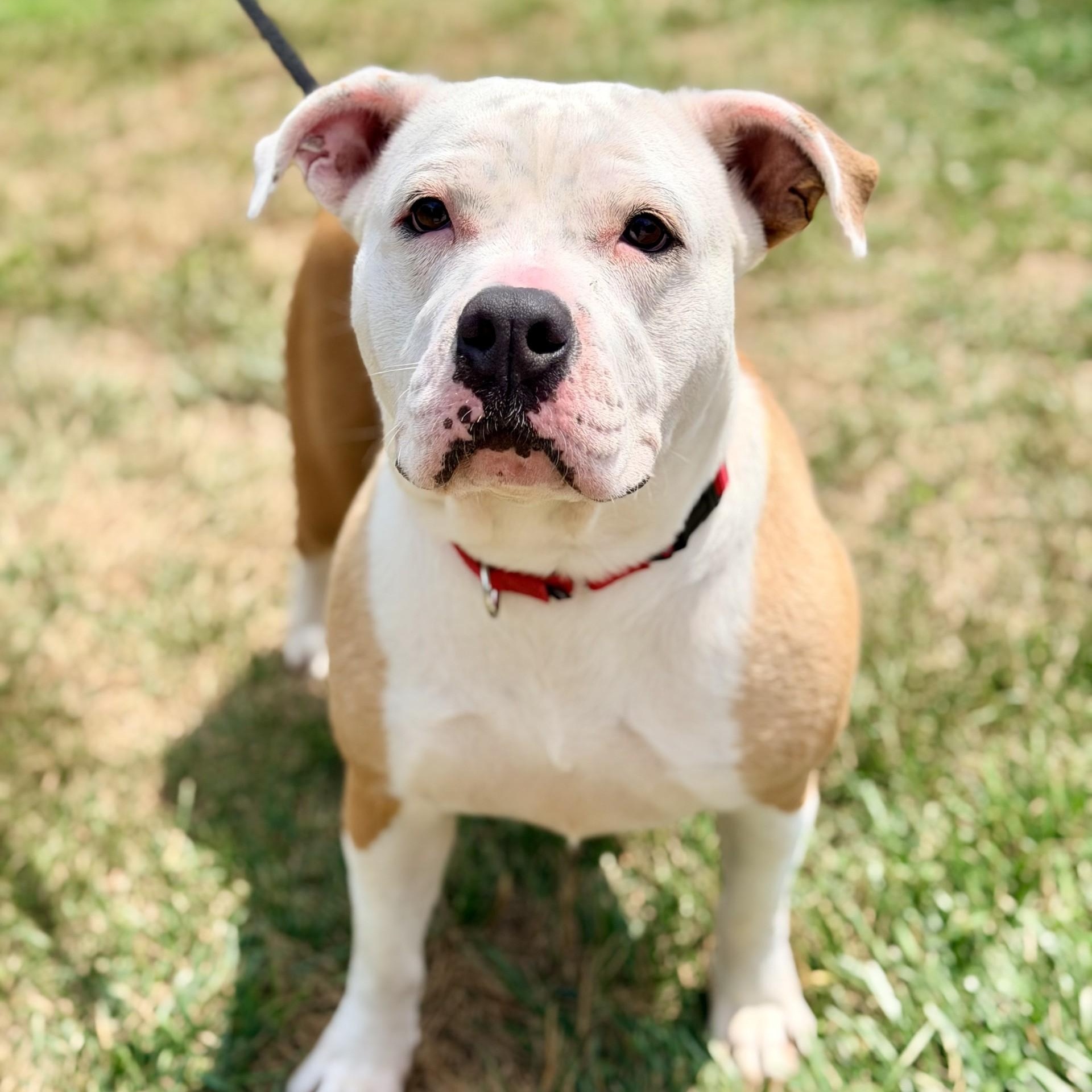 Enlarge Millie, a ADOPTABLE mixed breed in Manahawkin, NJ image 2/4