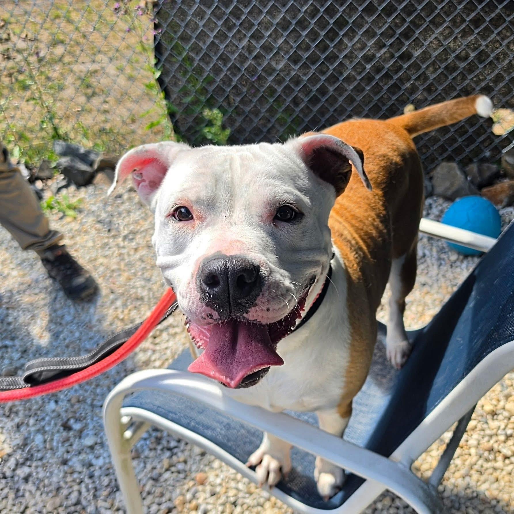 Enlarge Millie, a ADOPTABLE mixed breed in Manahawkin, NJ image 1/1