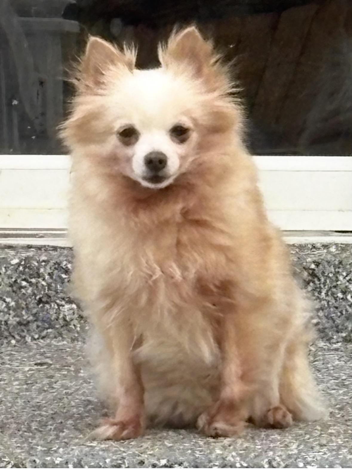 Stella Pom--SNUGGLE BUNNY!, ADOPTABLE, Adult Female Pomeranian.