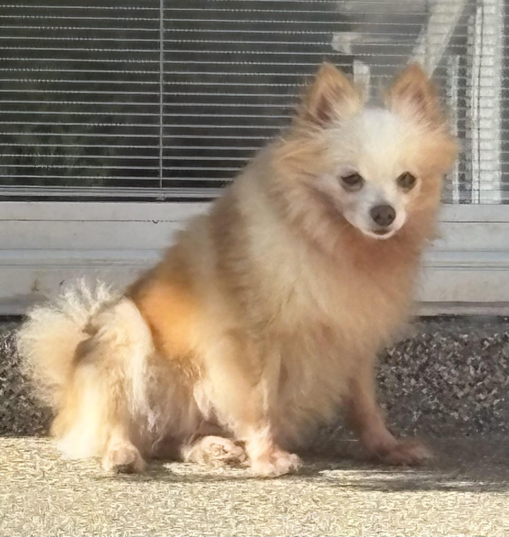 Enlarge Stella Pom--SNUGGLE BUNNY!, a ADOPTABLE Pomeranian in Franklin, TN image 1/6