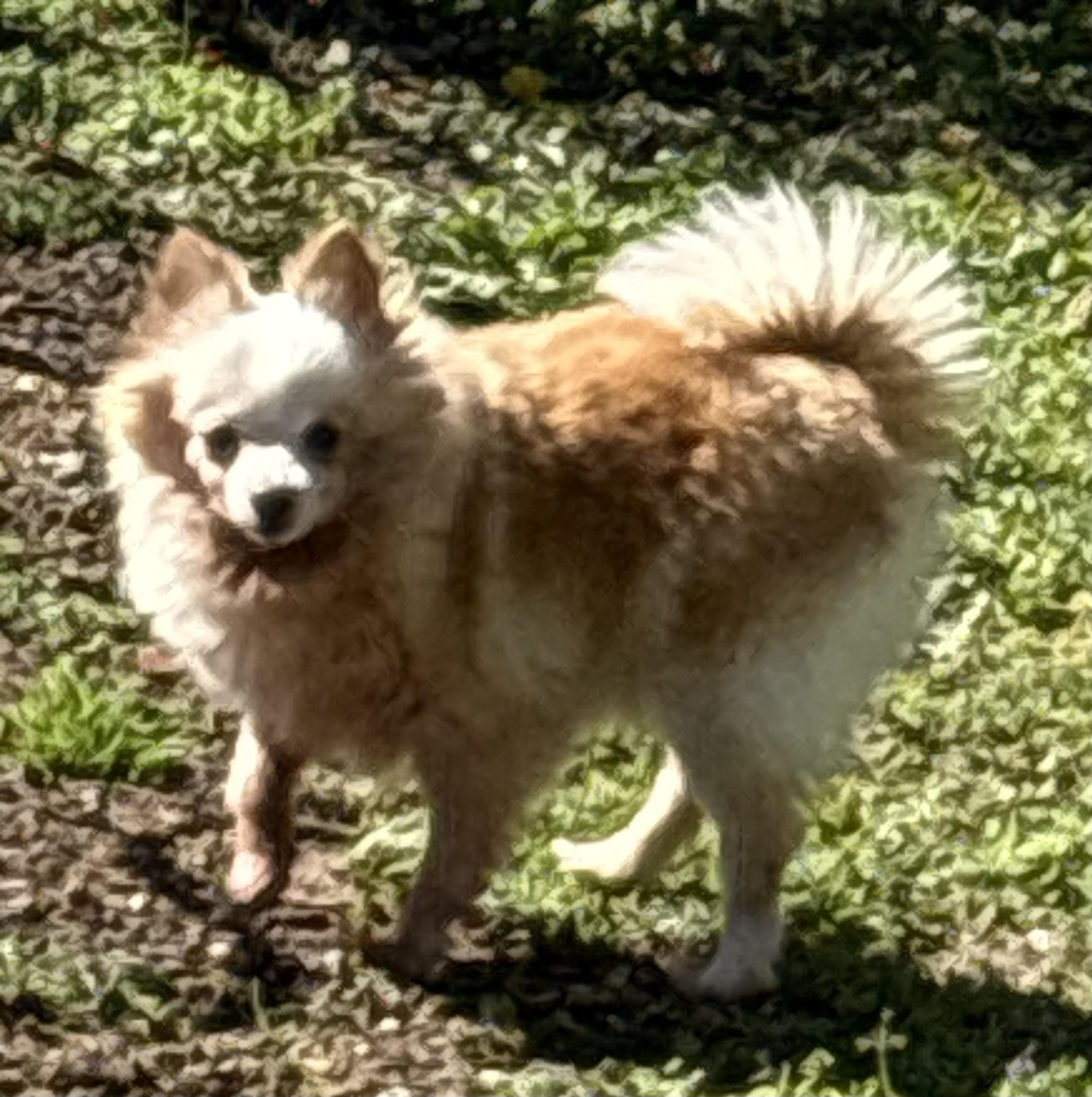 Enlarge Stella Pom--SNUGGLE BUNNY!, a ADOPTABLE Pomeranian in Franklin, TN image 1/4