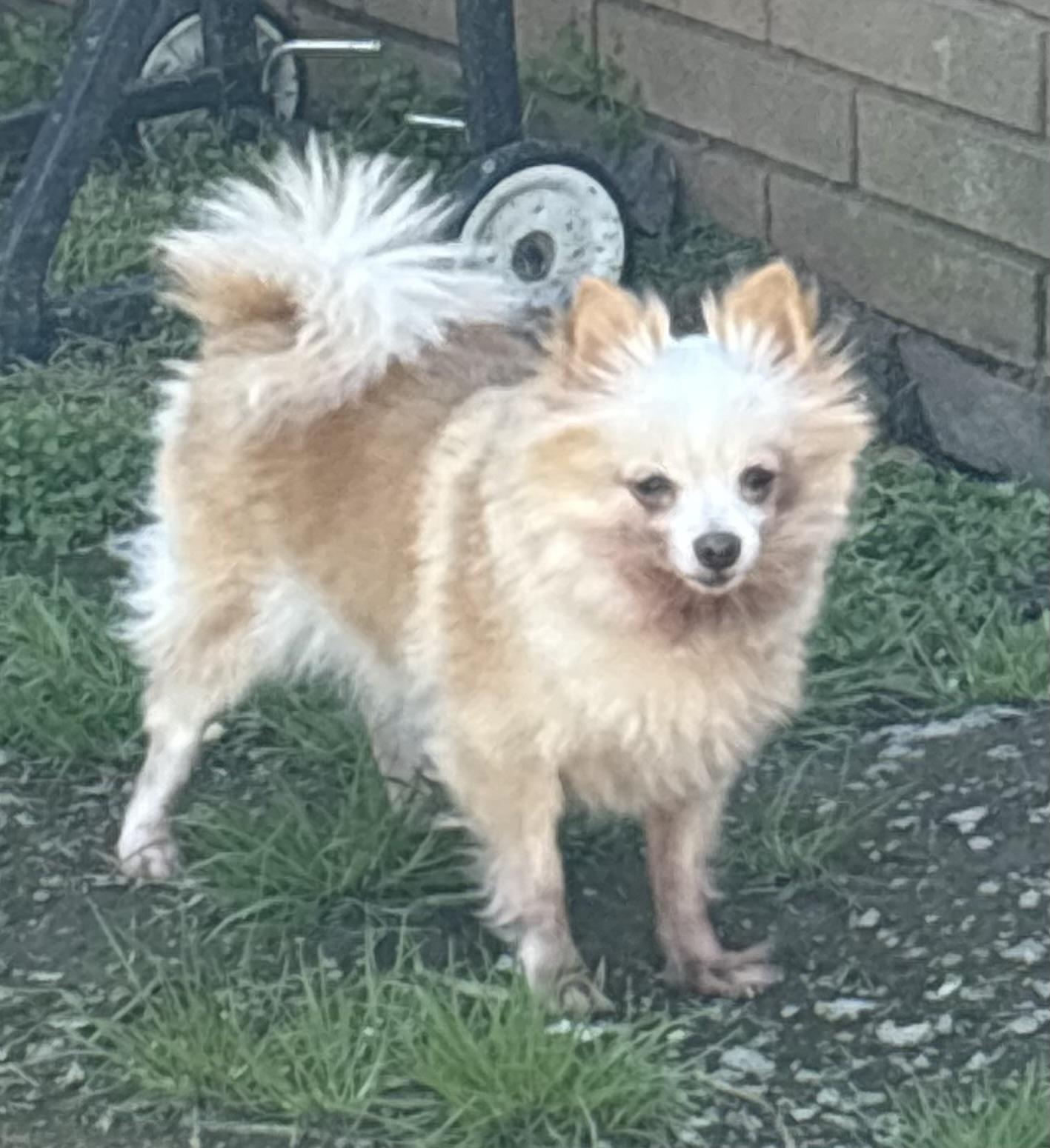 Enlarge Stella Pom--SNUGGLE BUNNY!, a ADOPTABLE Pomeranian in Franklin, TN image 2/4