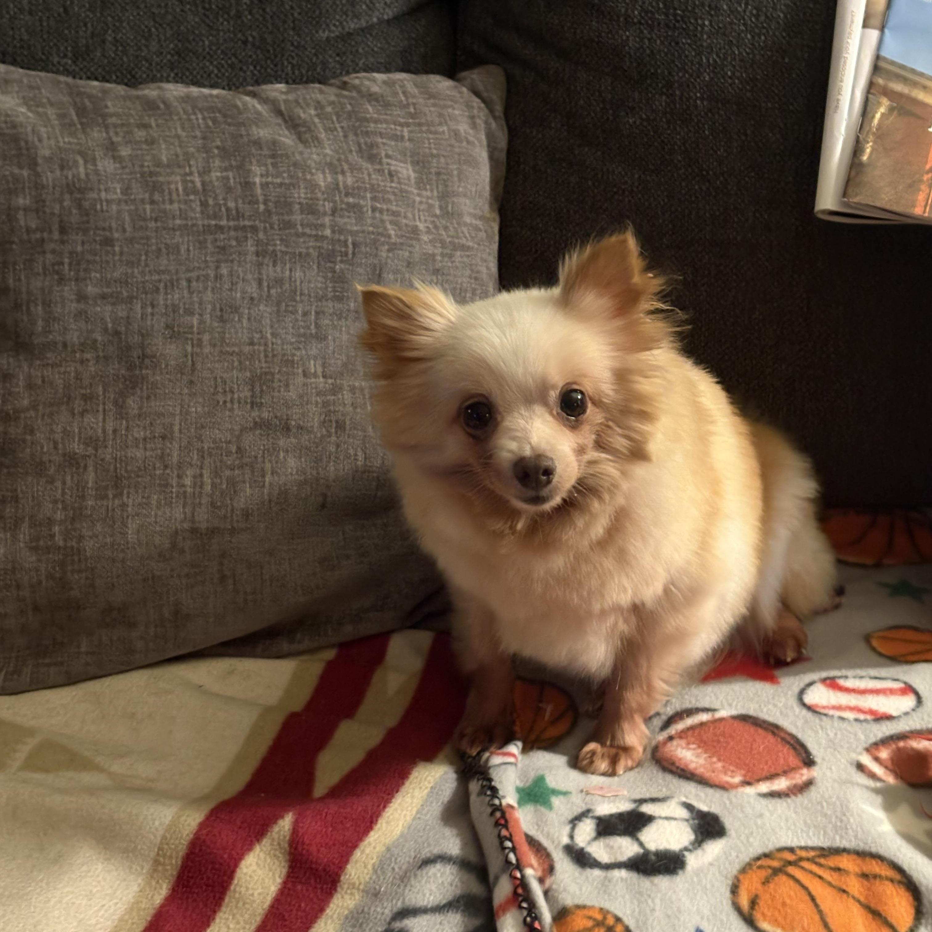 Enlarge Stella Pom--SNUGGLE BUNNY!, a ADOPTABLE Pomeranian in Franklin, TN image 3/4