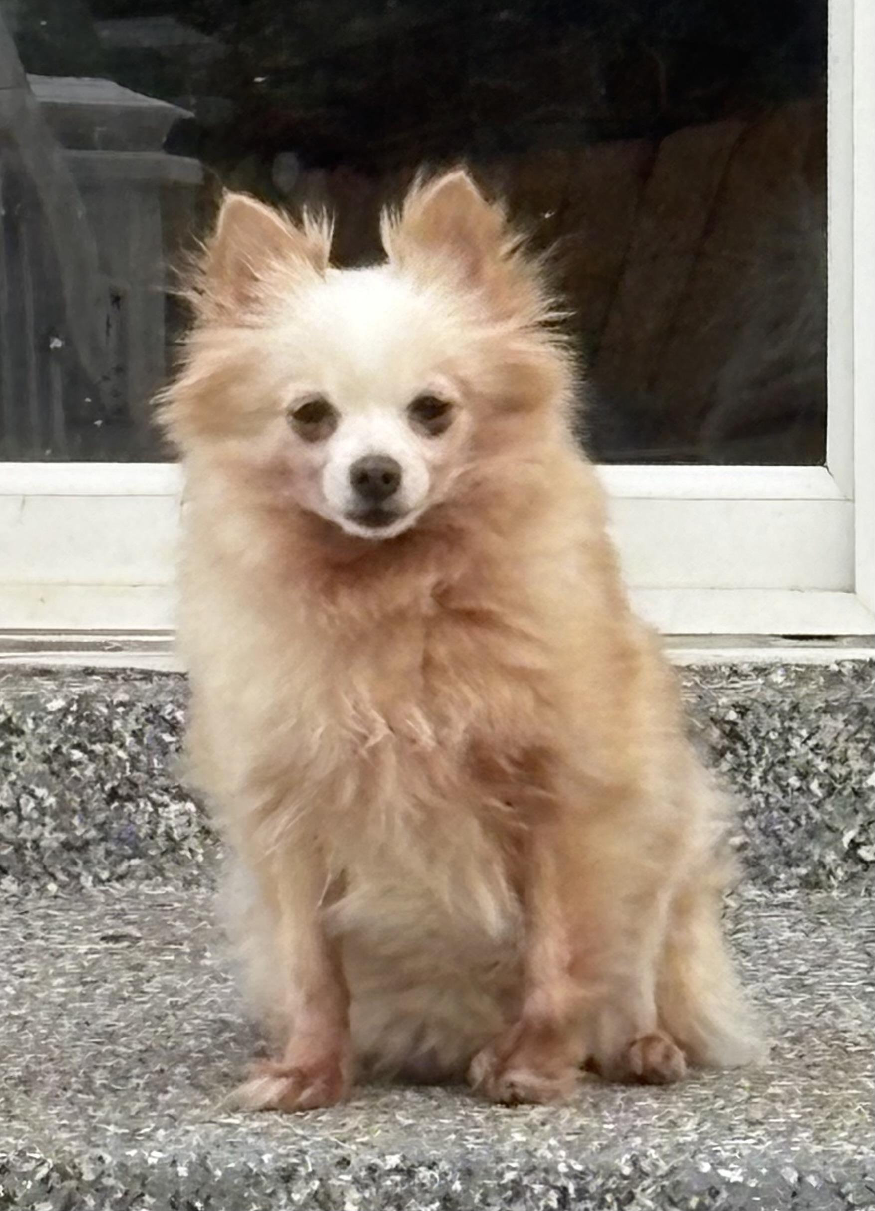 Enlarge Stella Pom--SNUGGLE BUNNY!, a ADOPTABLE Pomeranian in Franklin, TN image 5/5