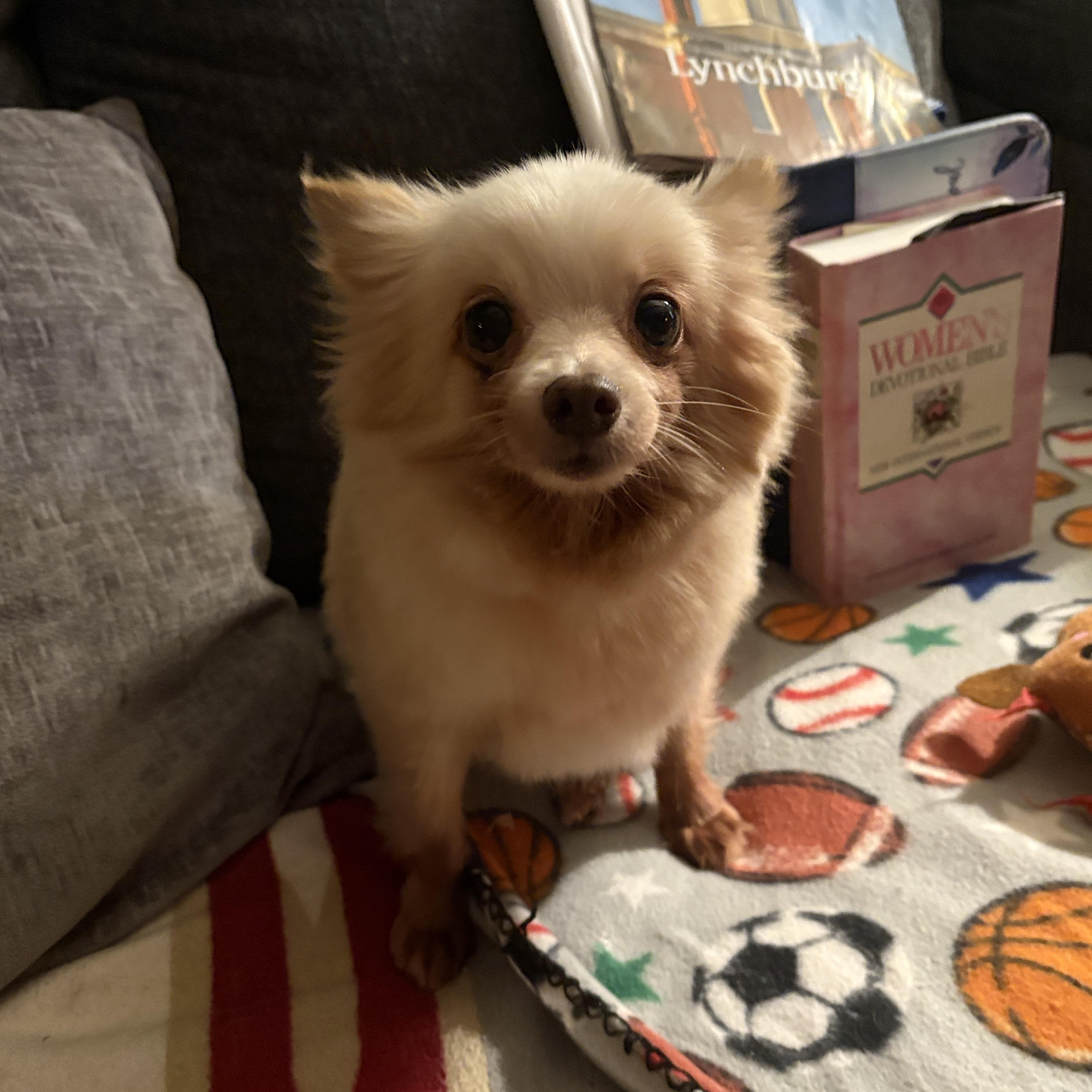 Stella Pom, ADOPTABLE, Adult Female Pomeranian.